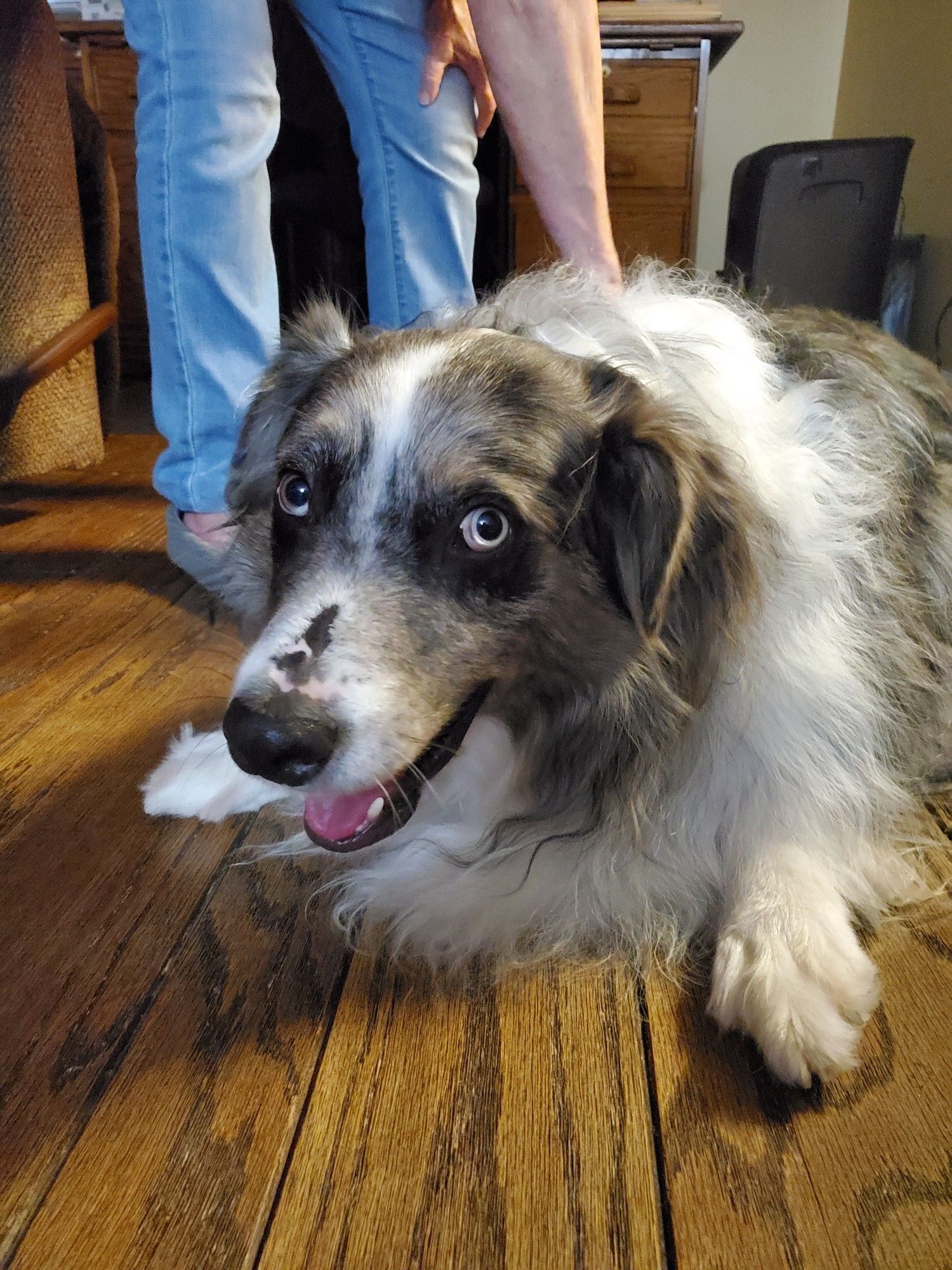 A blue merle Australian Shepherd dog.