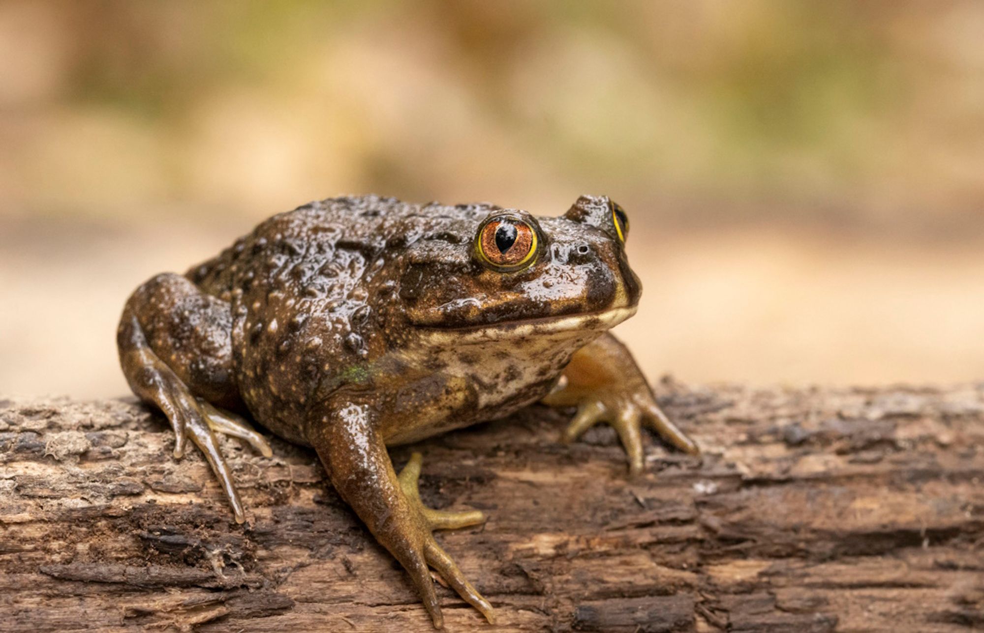 A large brown toad sitting on a log! They are covered in small warty bumps! They have a huge mouth and very large, yellow-rimmed eyes with teardrop-shaped pupils!