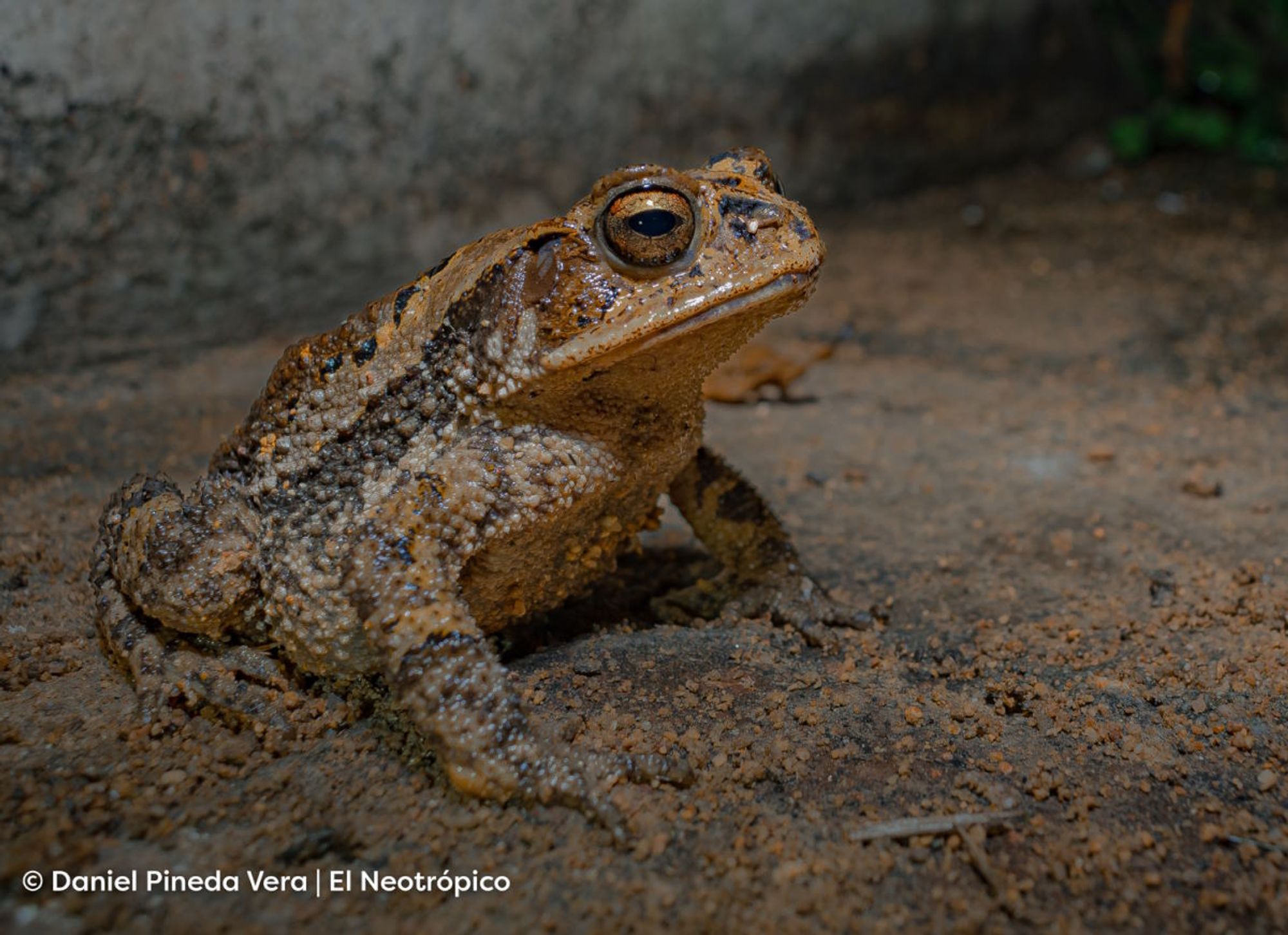 A light tan toad, with a dark brown stripe running down their side! They have occasional golden orange splotches and black splotches! They are covered in lots of warty bumps, and down their side the bumps are rather spiky!