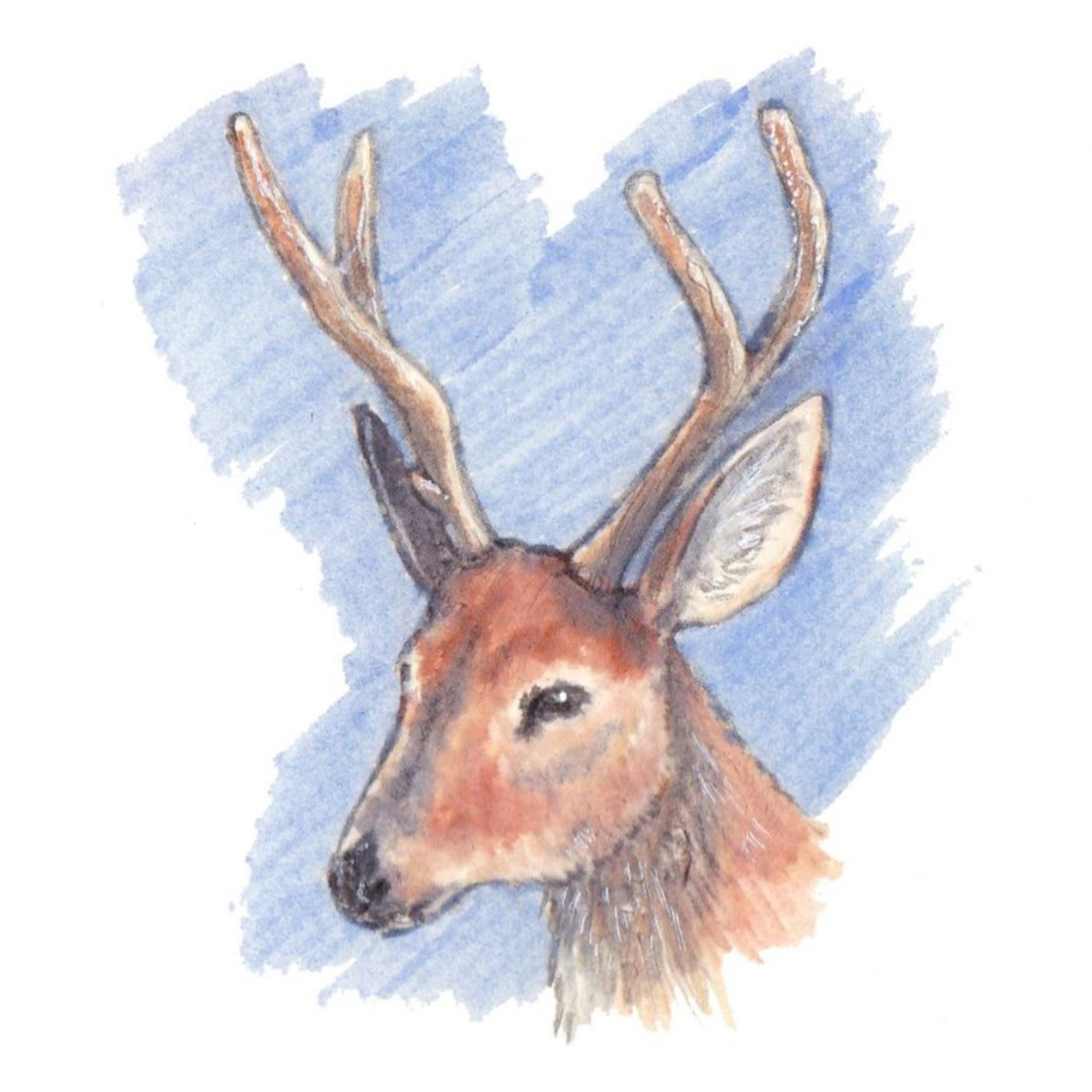 Sketch of the head of a marsh deer, done with markers