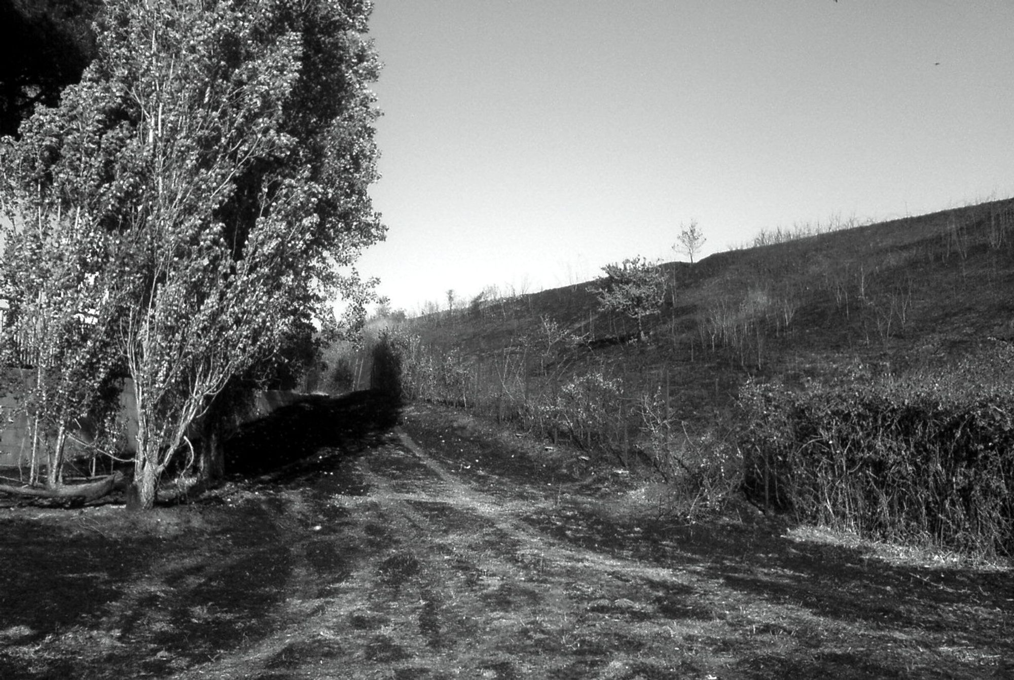 After a wildfire in the south of Rome, Italy - the trees on the left were spared. The majority of the damage was in the foreground and up the hill to the right.