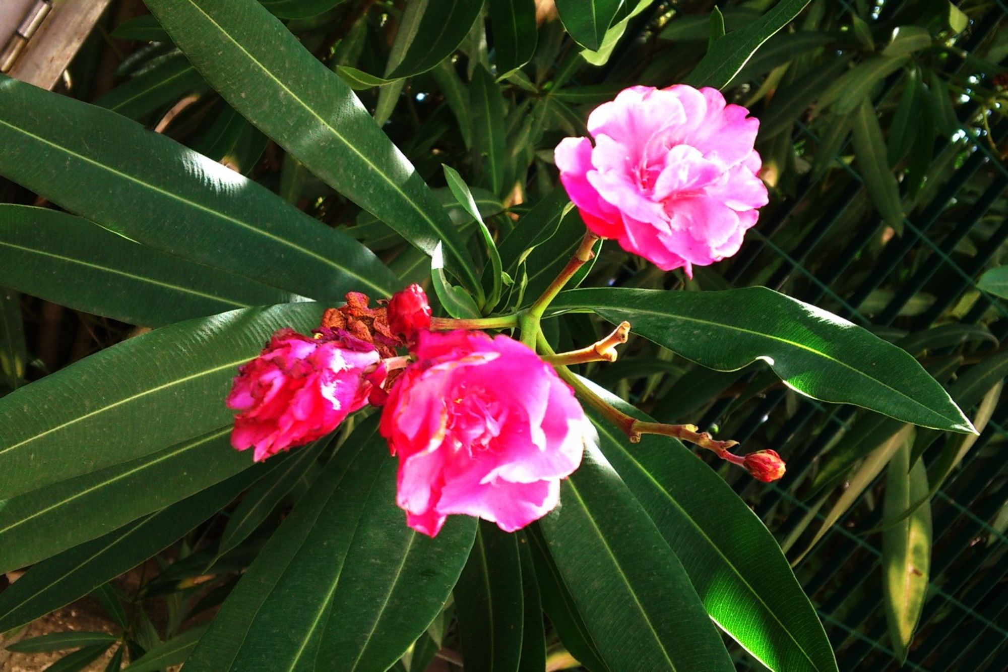 Pink oleander flowers and green leaves photographed with a 2011 Sony Ericsson Xperia Mk16i cell phone in July, 2024