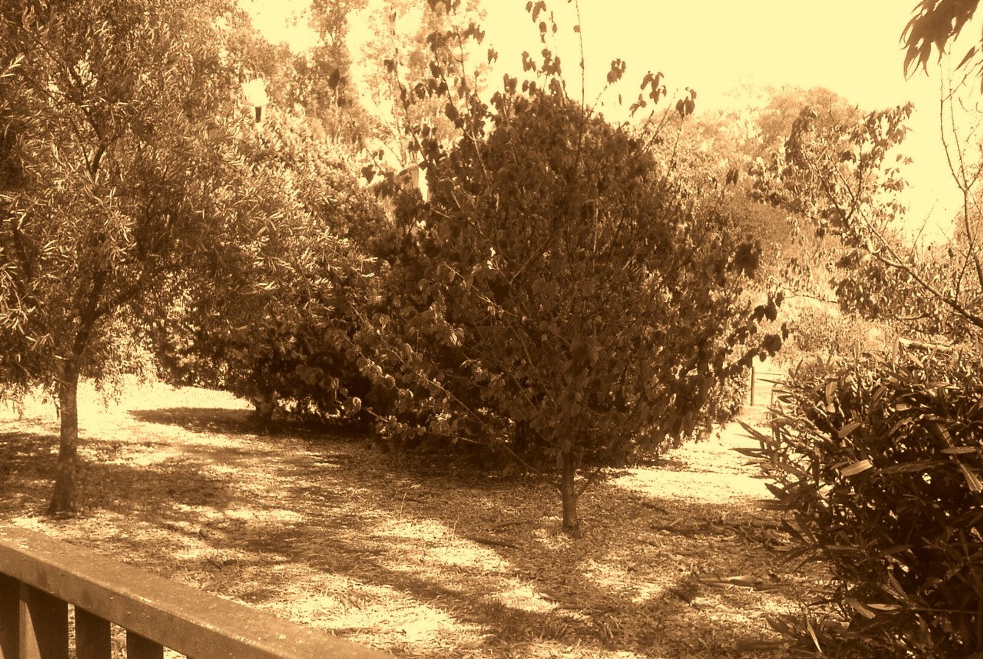 2006 Sony Ericsson W810i cell phone camera in native sepia mode - a little park in the vicinity in Rome.