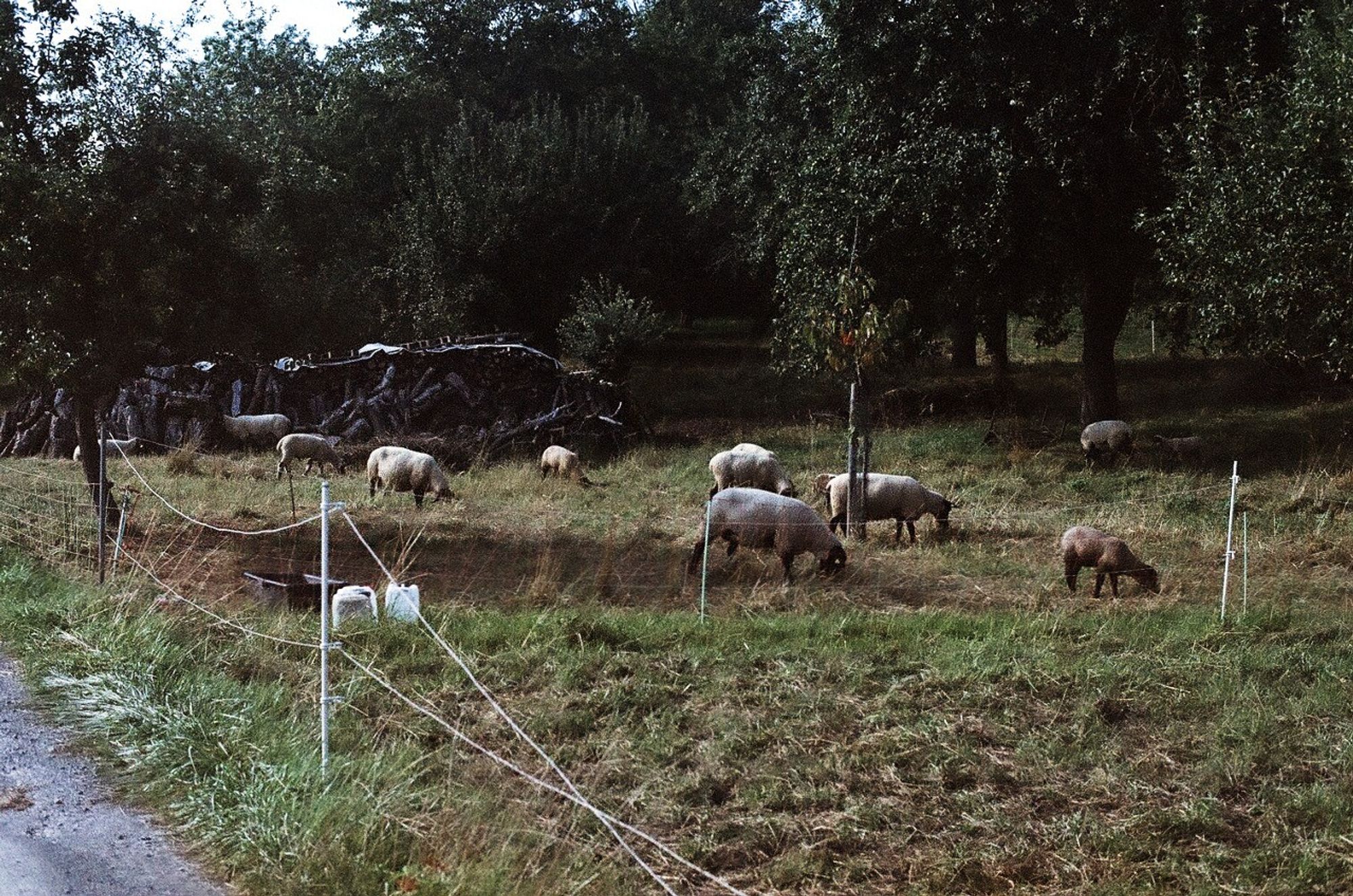 Schafe in einem elektrisch abgesicherten Pferch auf der schwäbischen Alb. Wiese im Vordergrnd, Bäume im Hintergrund. Farbfoto in etwas stumpfer Tönung wegen des verwendeten Films. Leica R5 with 50 mm Summilux auf Lomochrome 92-Film.