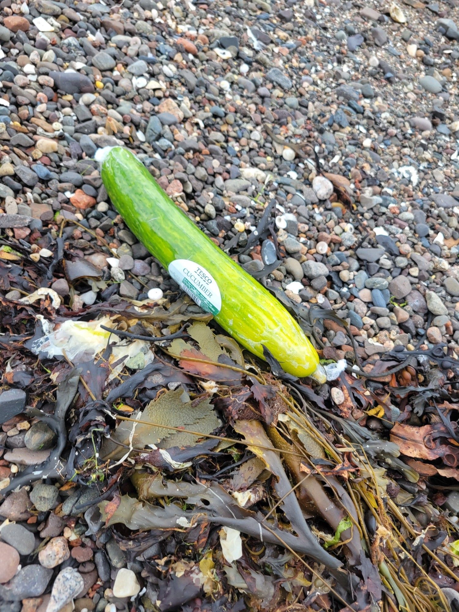 Photo of a rocky beach with a tangle of seaweed, amongst which sits a cucumber, plastic-wrapped with a Tesco cucumber barcode label on it.