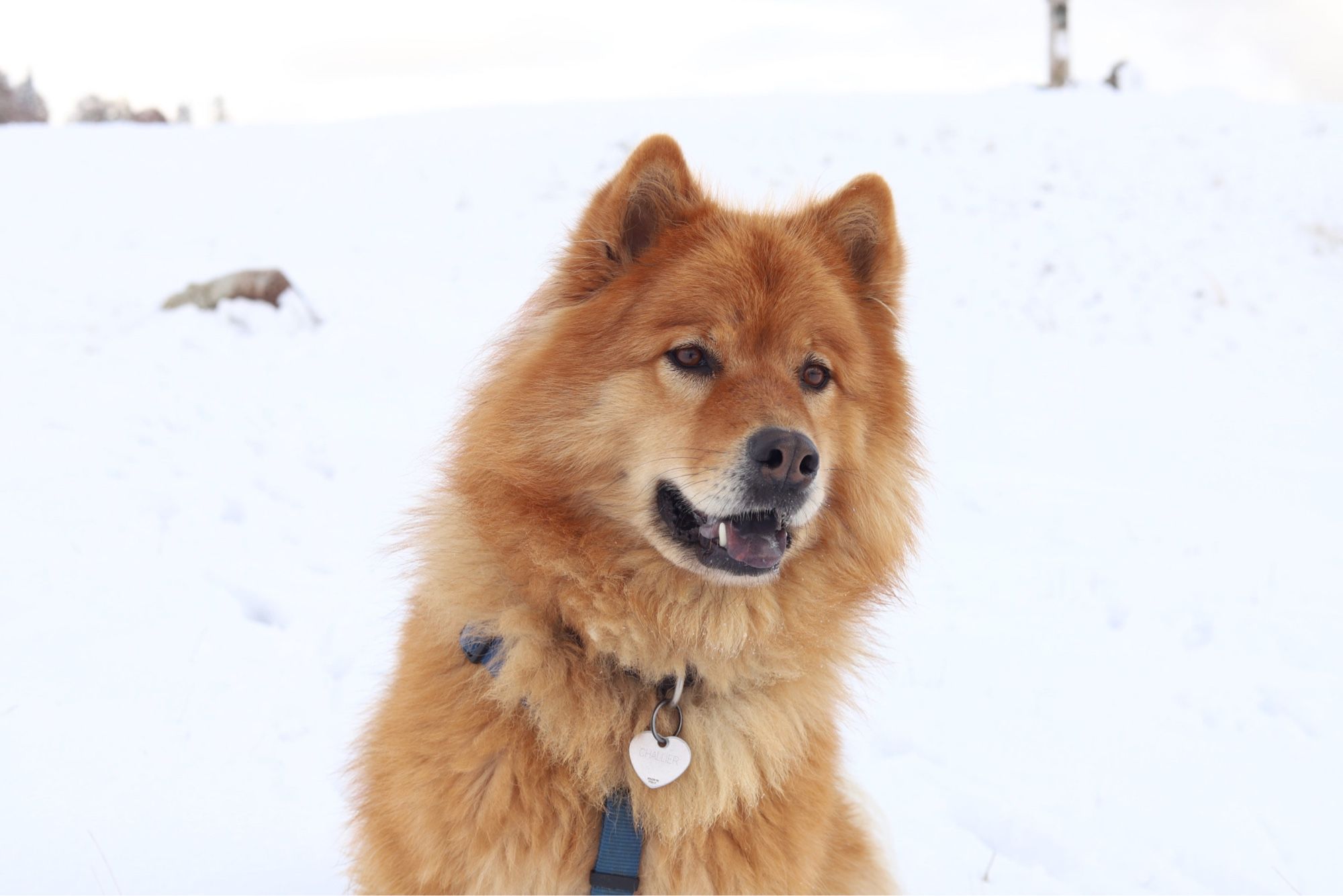 Olympe dans la neige