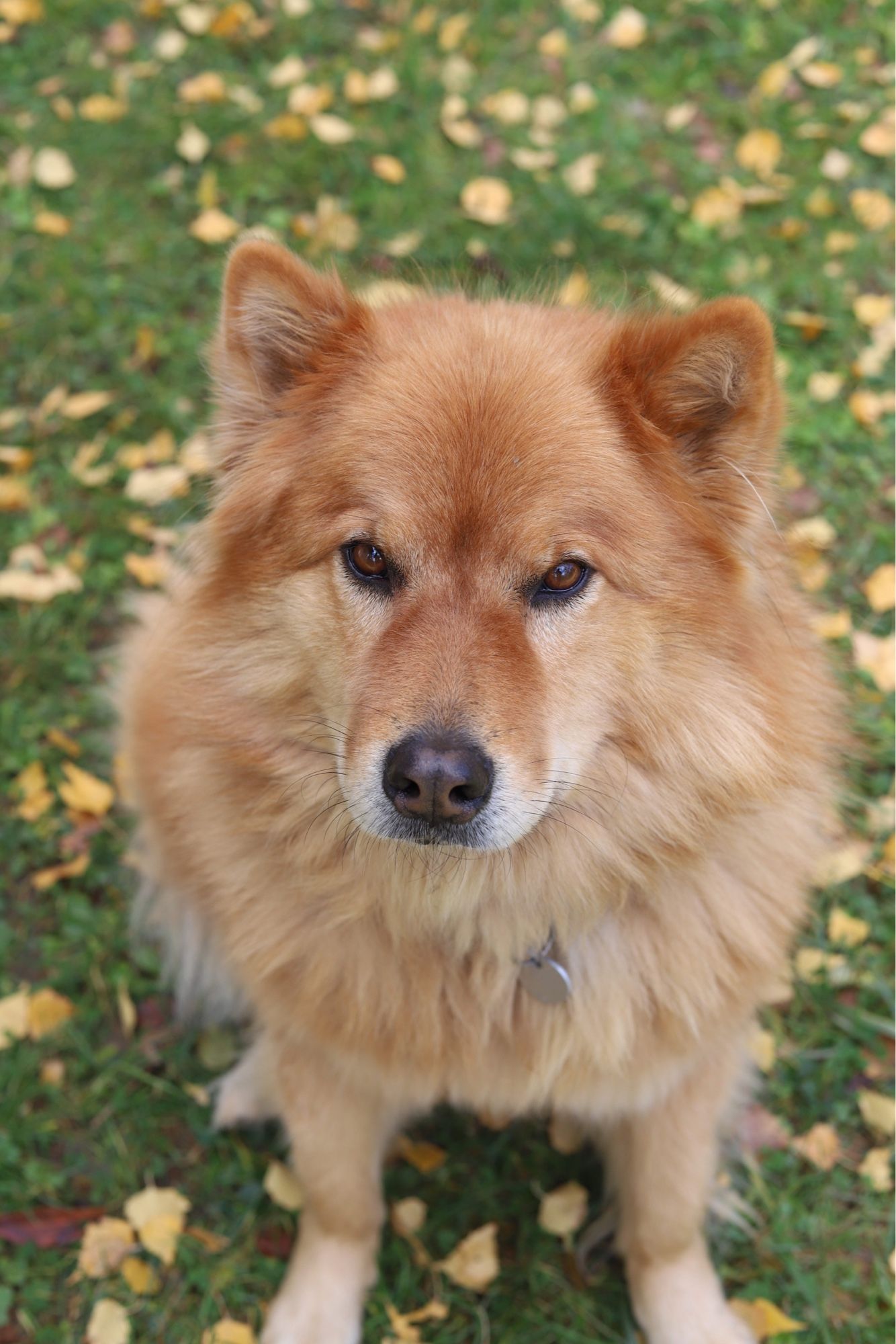 Eurasier chien roux