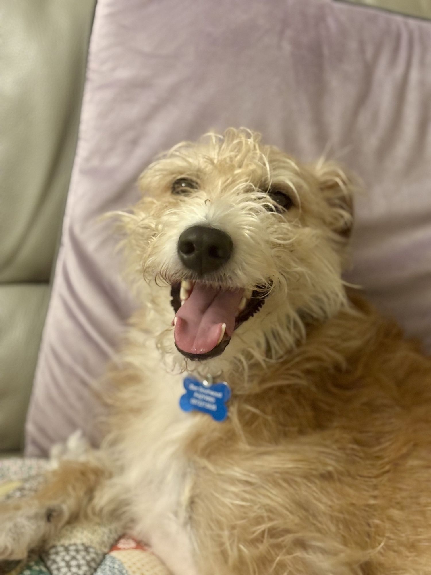 Shane the Lurcher smiles a big daft grin. 