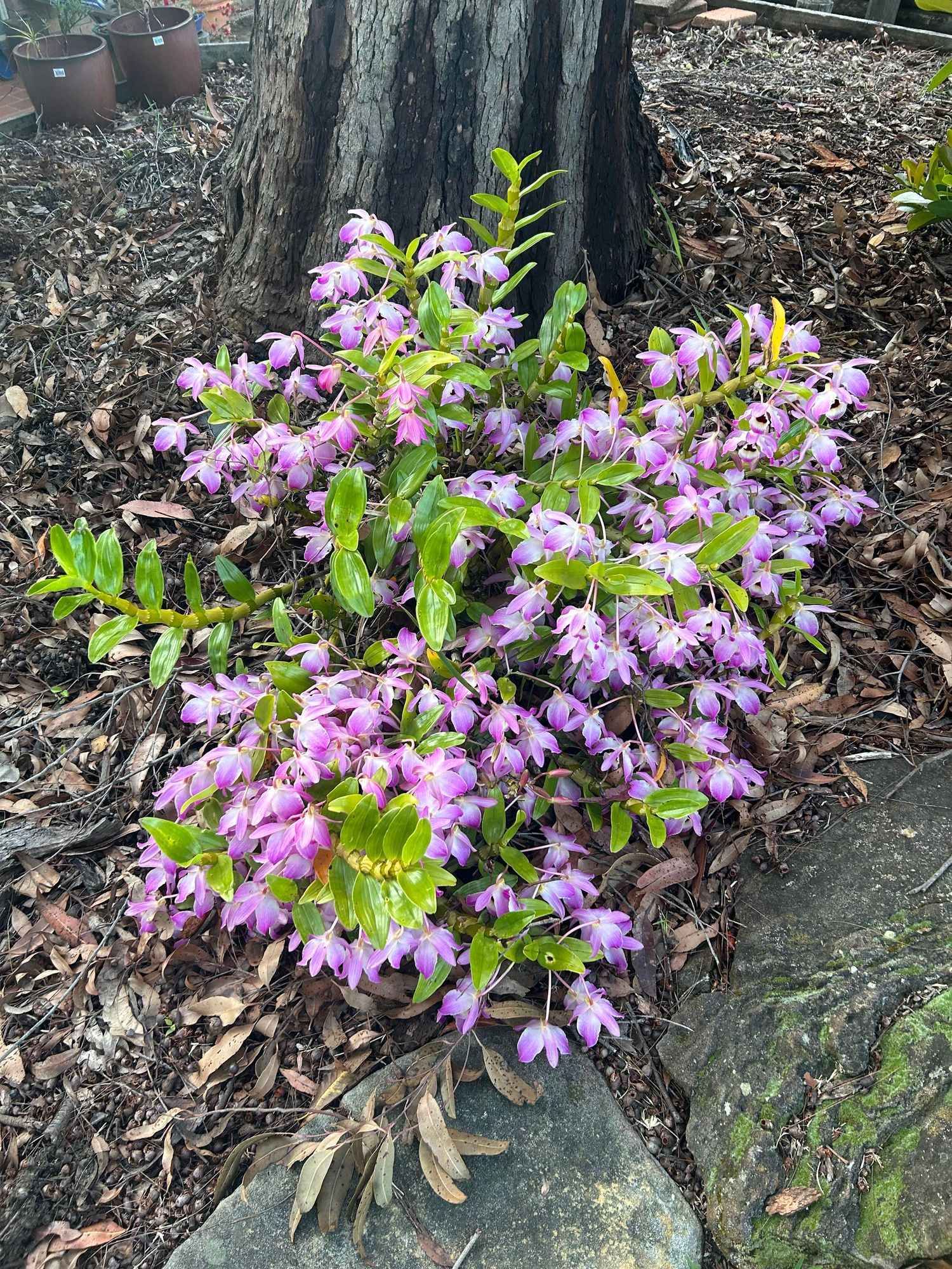 Purple flowers possibly orchids 