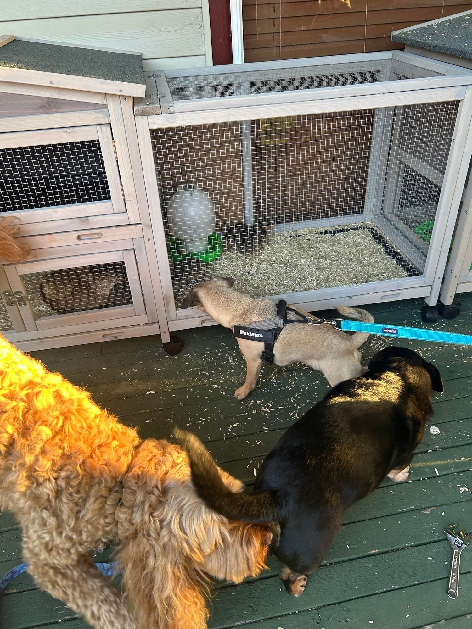 Three dogs in front of the quail cage