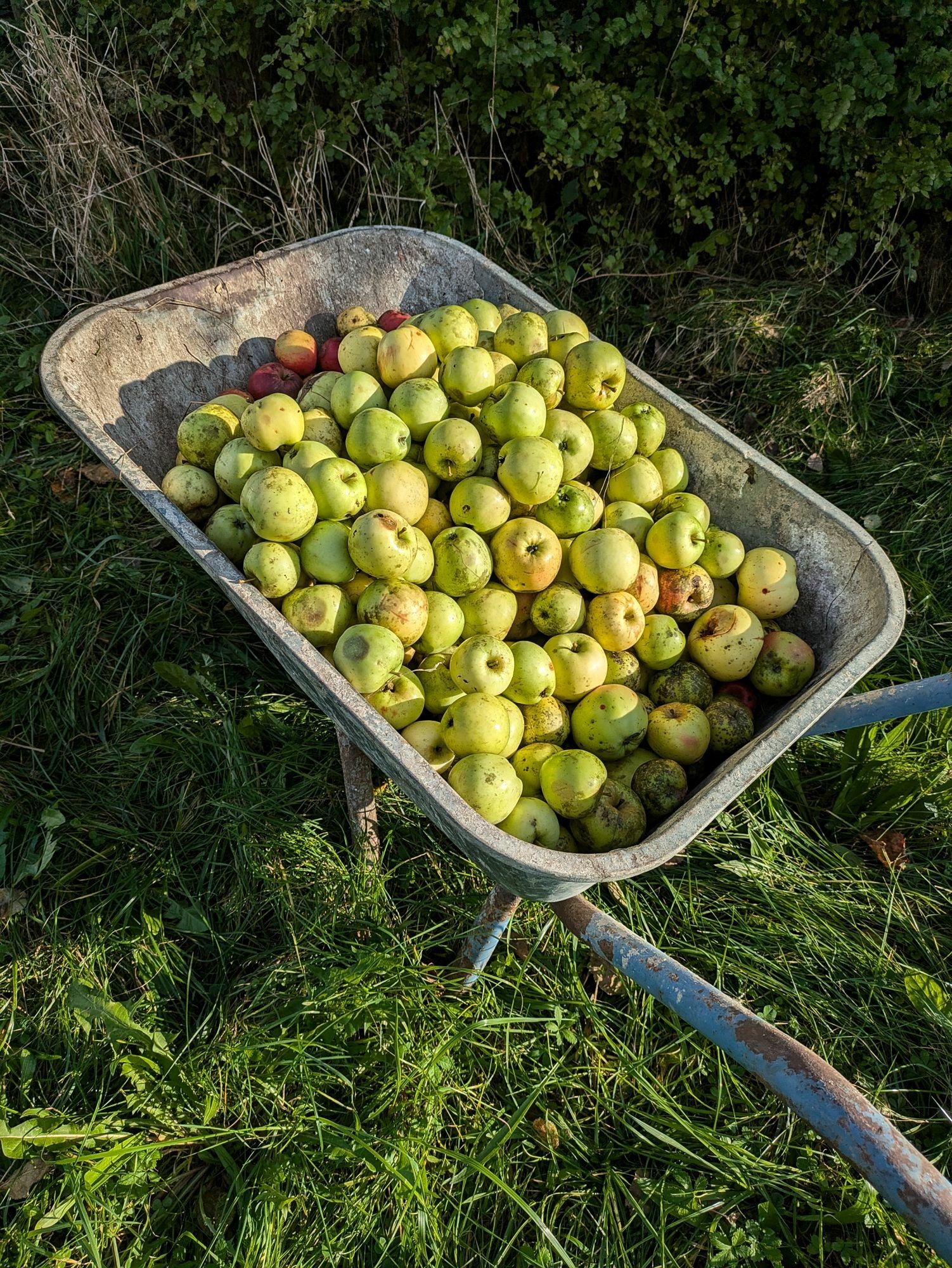 ein Schubkarren steht in der Wiese. Voll mit Äpfeln