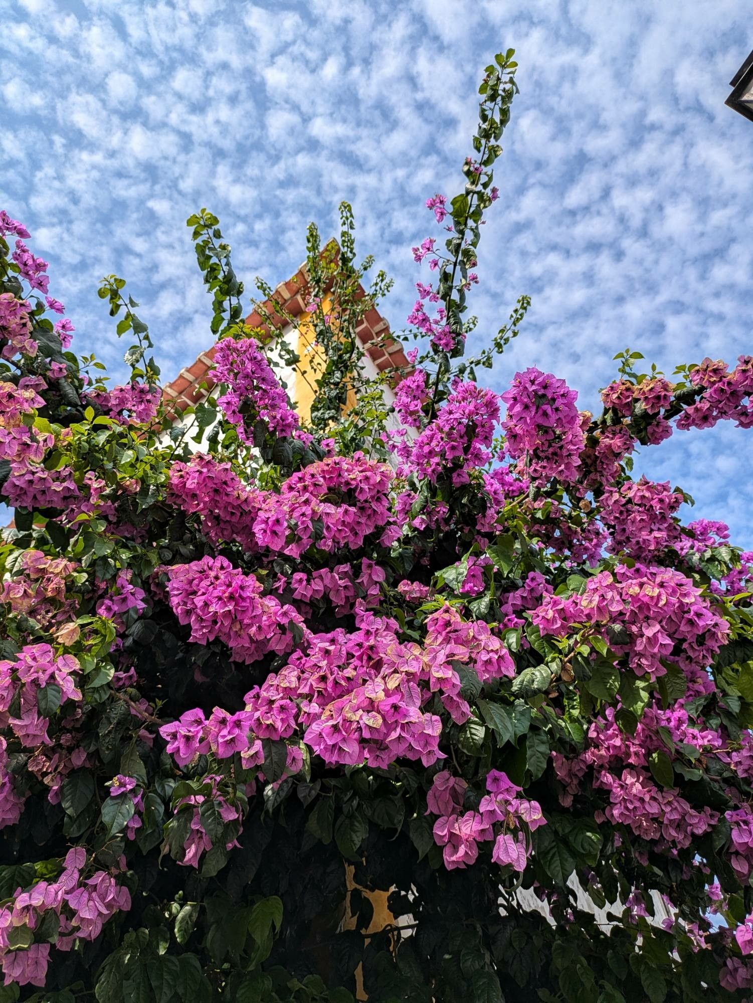 eine leuchtend lila strahlende Bougainvillea an einem Hauseck von unten fotografiert 