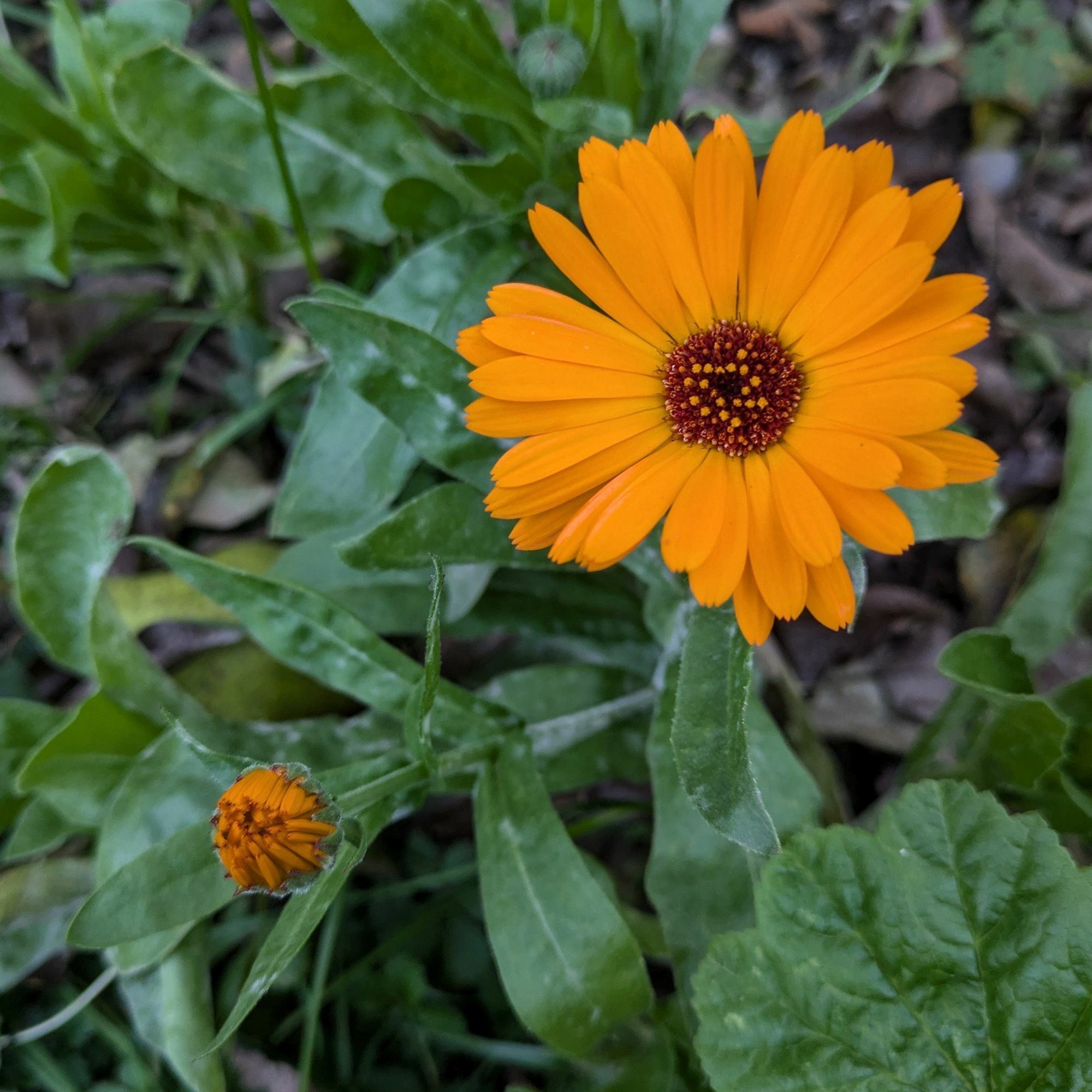 eine offene orange Blüte und eine Knospe von Ringelblumen von oben fotografiert. Grüne Blätter drunter 