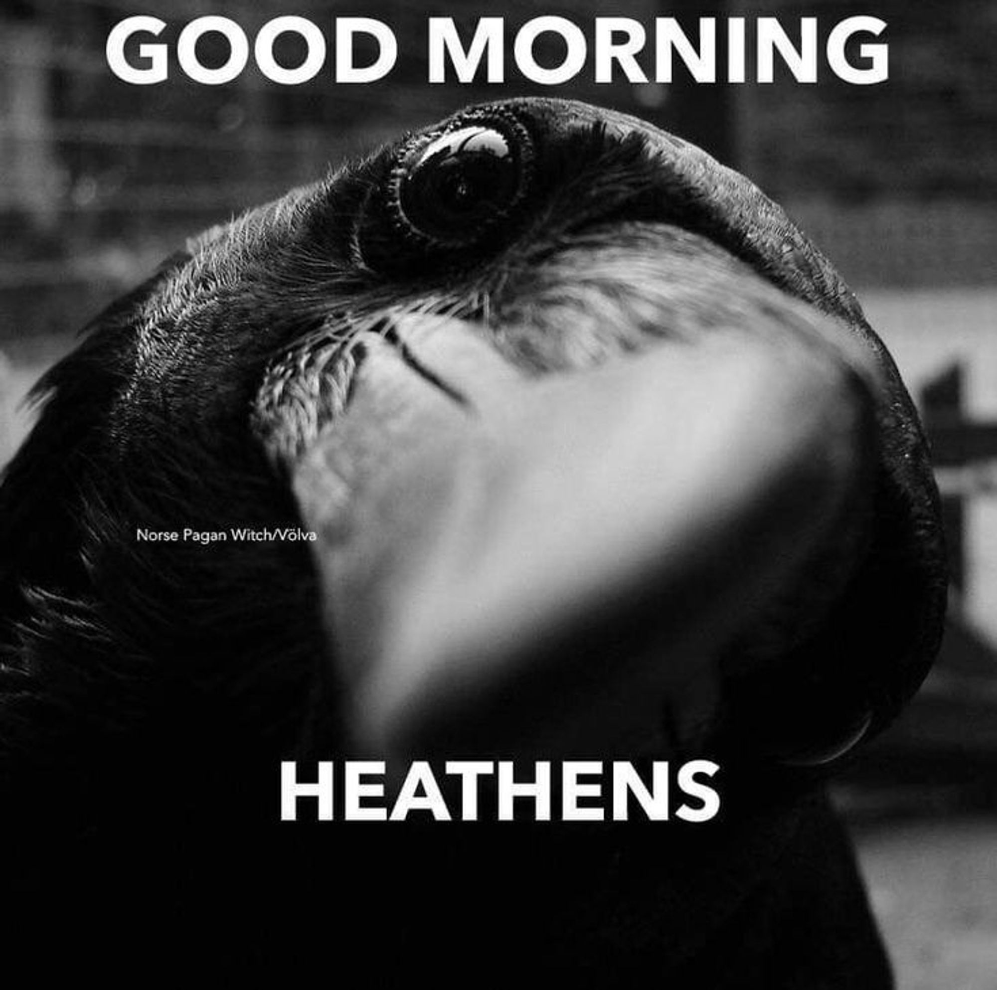 Raven gets in your face, says: Good Morning Heathens