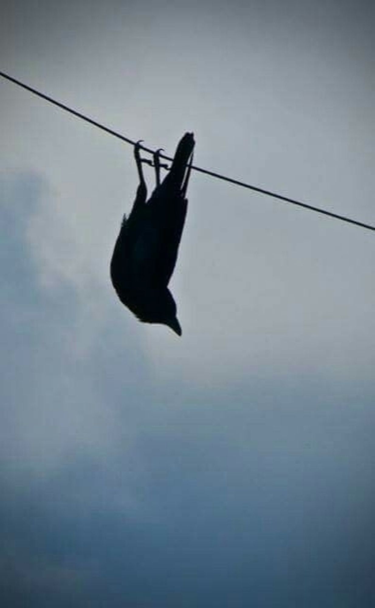 Crow suspended upside down on a power line.