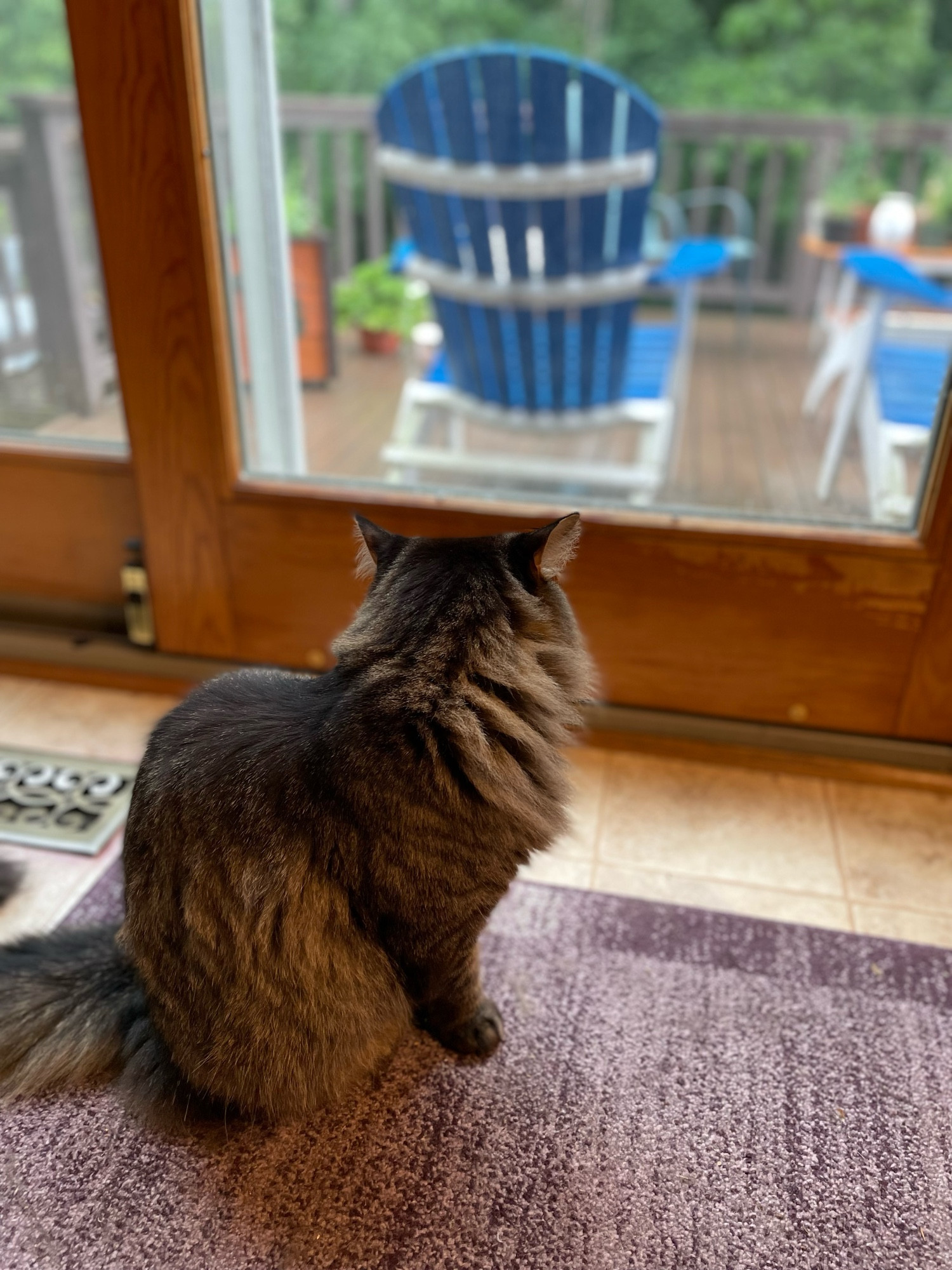 freddy, the longhair tabby