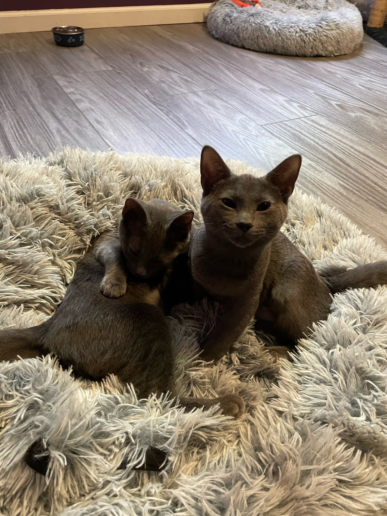 pearl and ingrid, our grey kittens. pearl is on the left and ingrid is on the right.