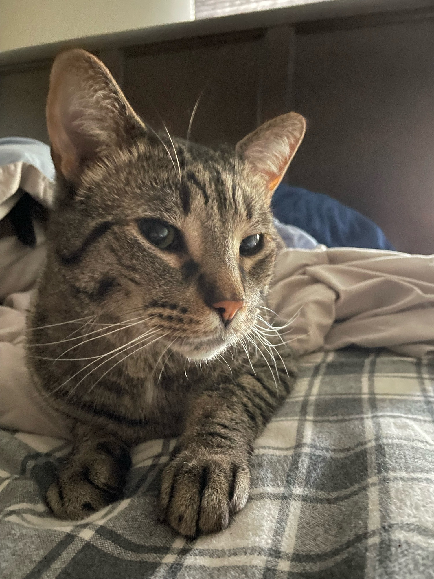 william, the shorthair tabby