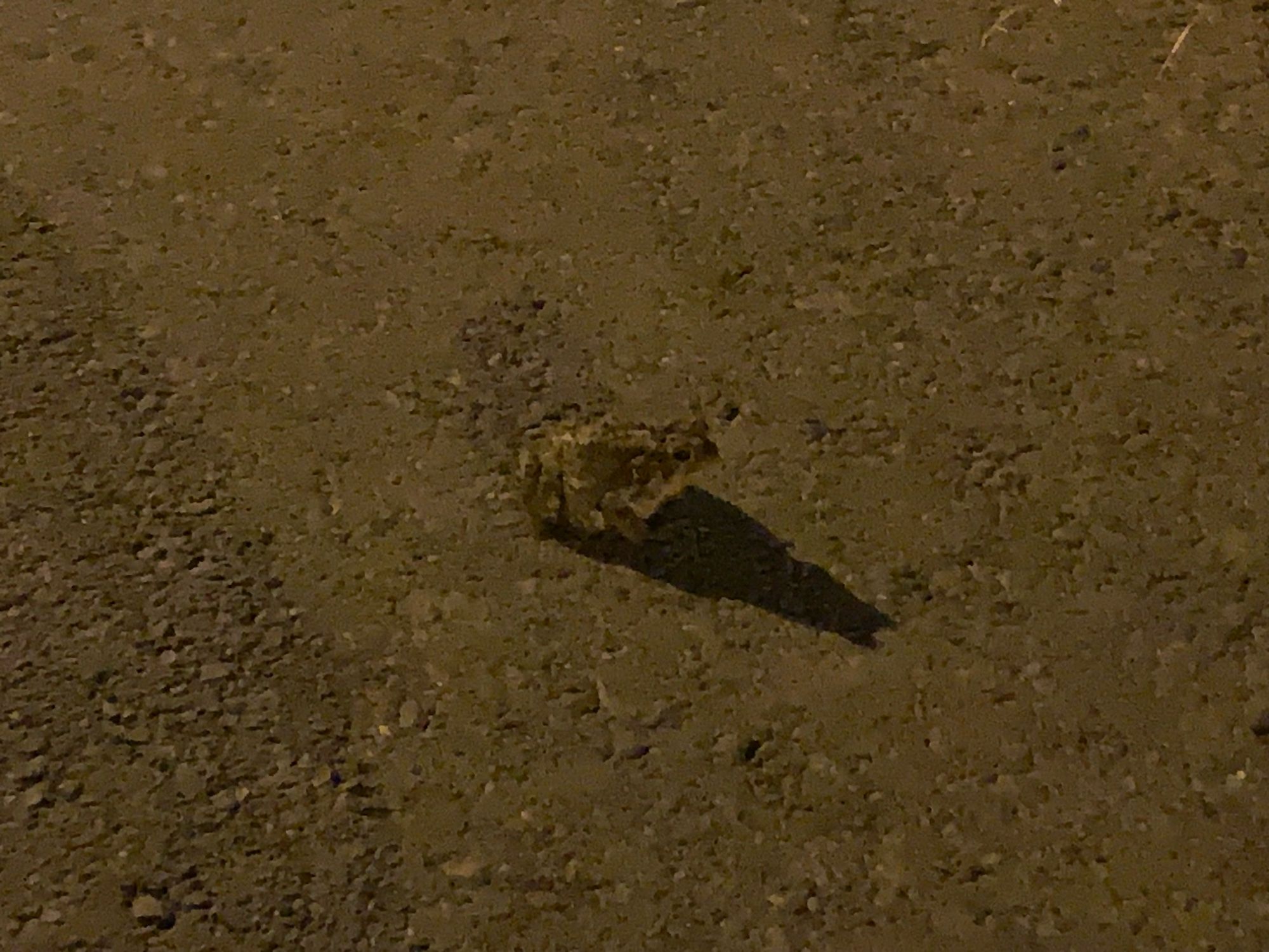 Image is of a hand-sized adorable frog that stopped on a gravelly path. Due to a nearby lamp, the frog cast a shadow that appears far more catlike than frog. We did not exchange our email addresses and opted for saying an in-person/in-frog hello when the chance arrives.