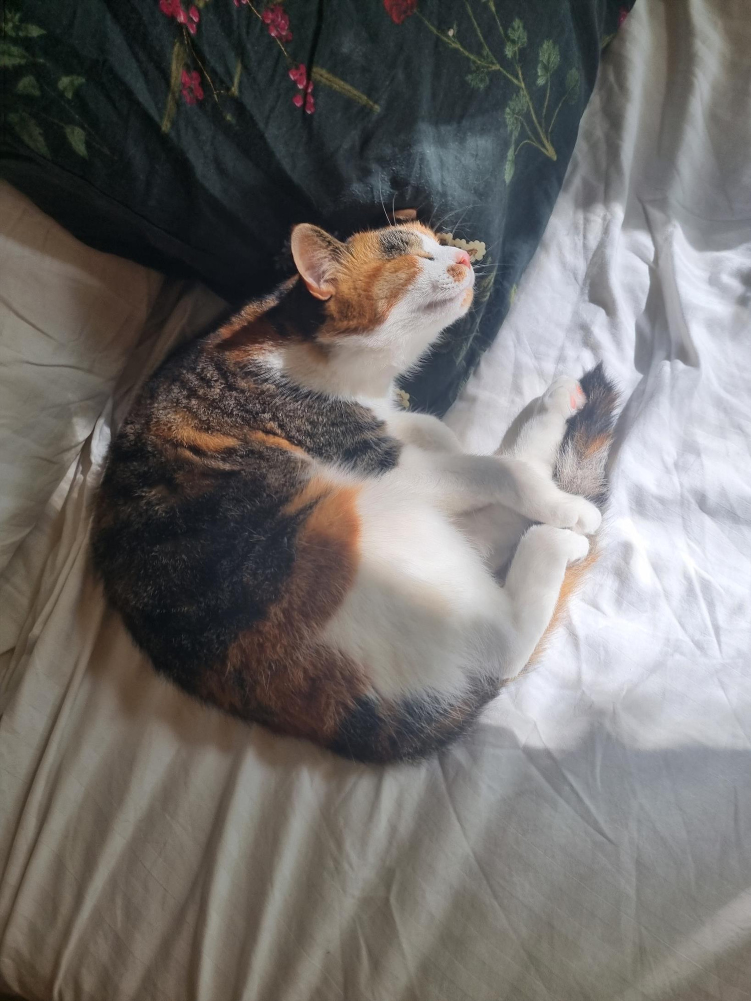 A contented cat named Bogdana basks in a sunbeam, curled up on soft, white sheets with her head resting on a green flower and leaf print pillow. Her eyes are gently closed, and her mouth is in what seems like a blissful smile, soaking in the warmth. The sun highlights her white, black, and orange fur.