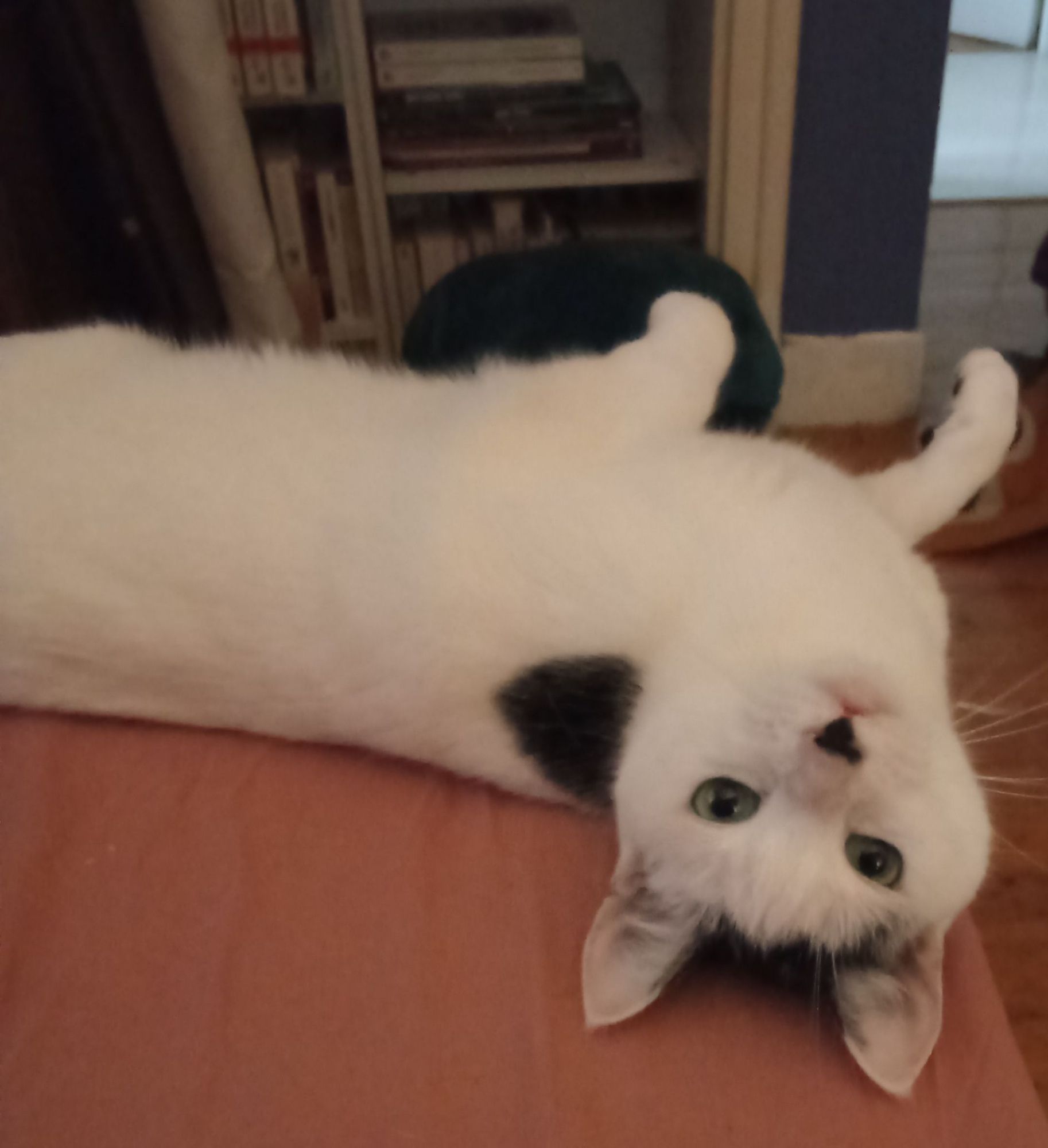 Une minette blanche et noire vous regarde, la tête à l'envers, d'un air adorable. C'est Mignonne, ma minette !