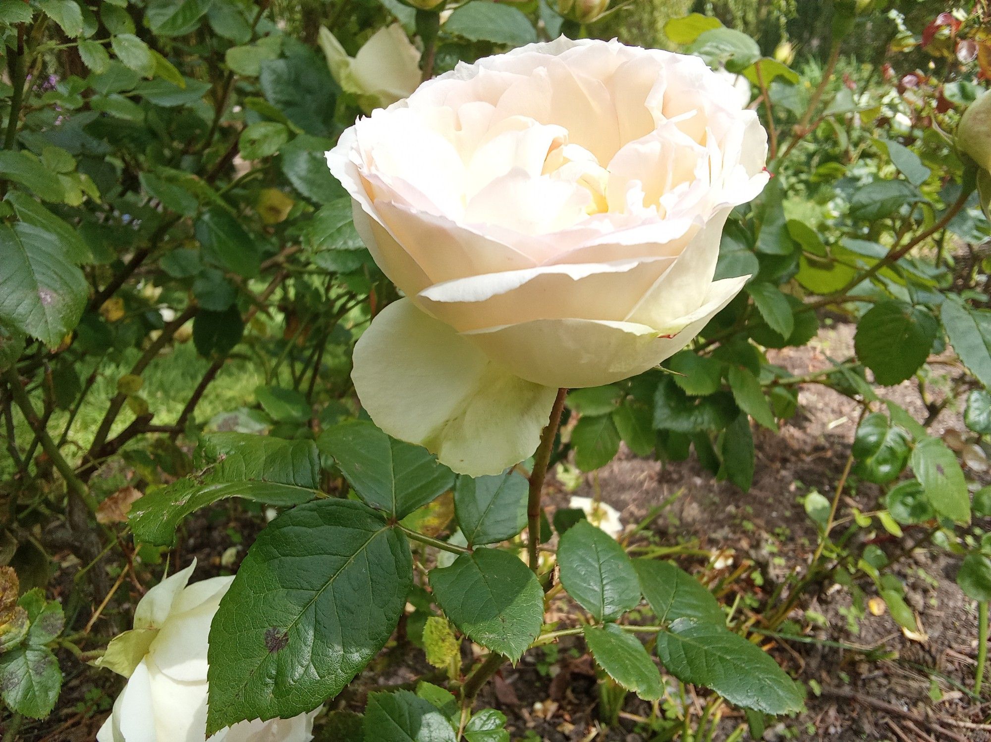 Une rose blanche dans un parc