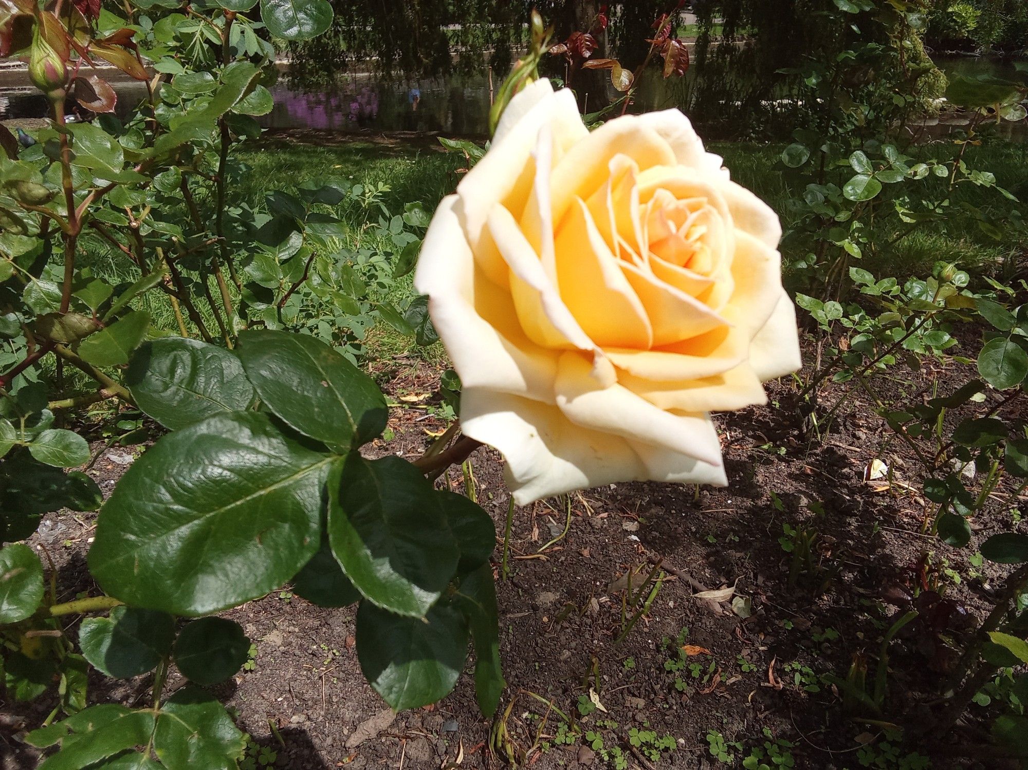 Une rose jaune dans un parc