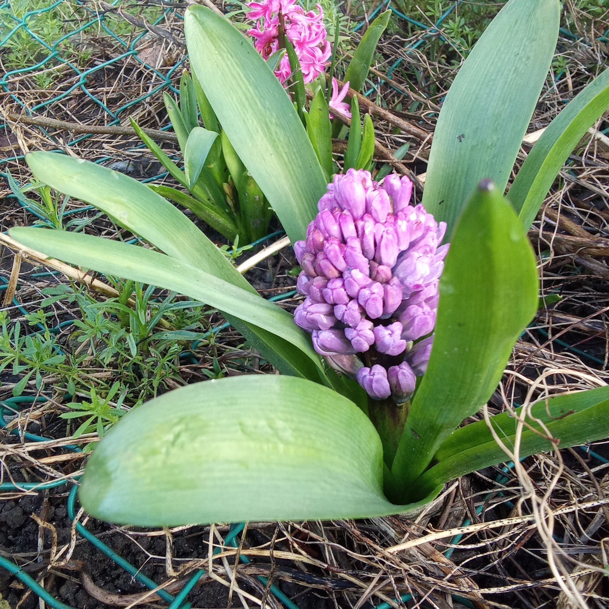 Deux hyacinthes, une violette et une rose, sortant d'un grillage défoncé