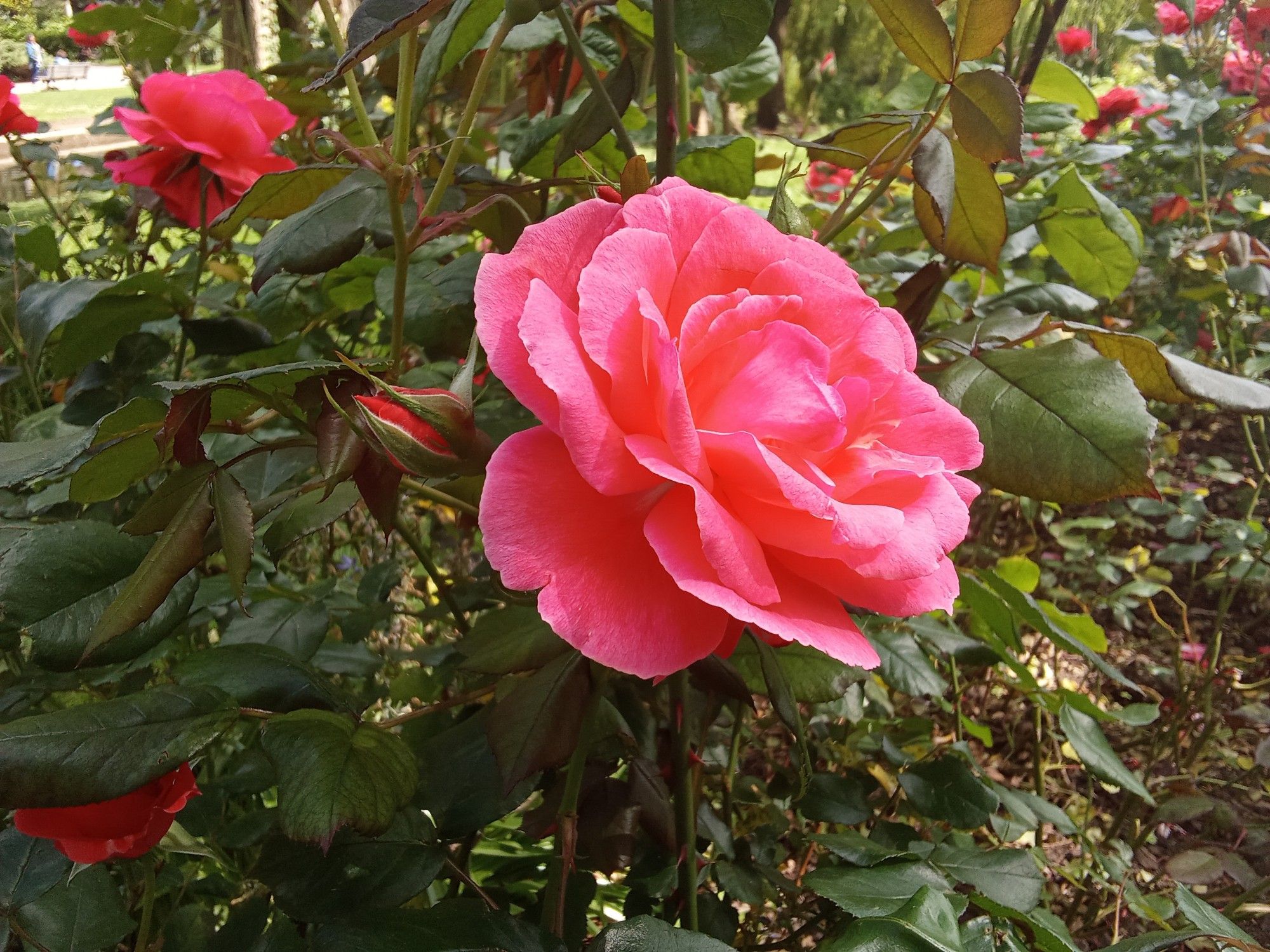 Une rose couleur rose dans un parc