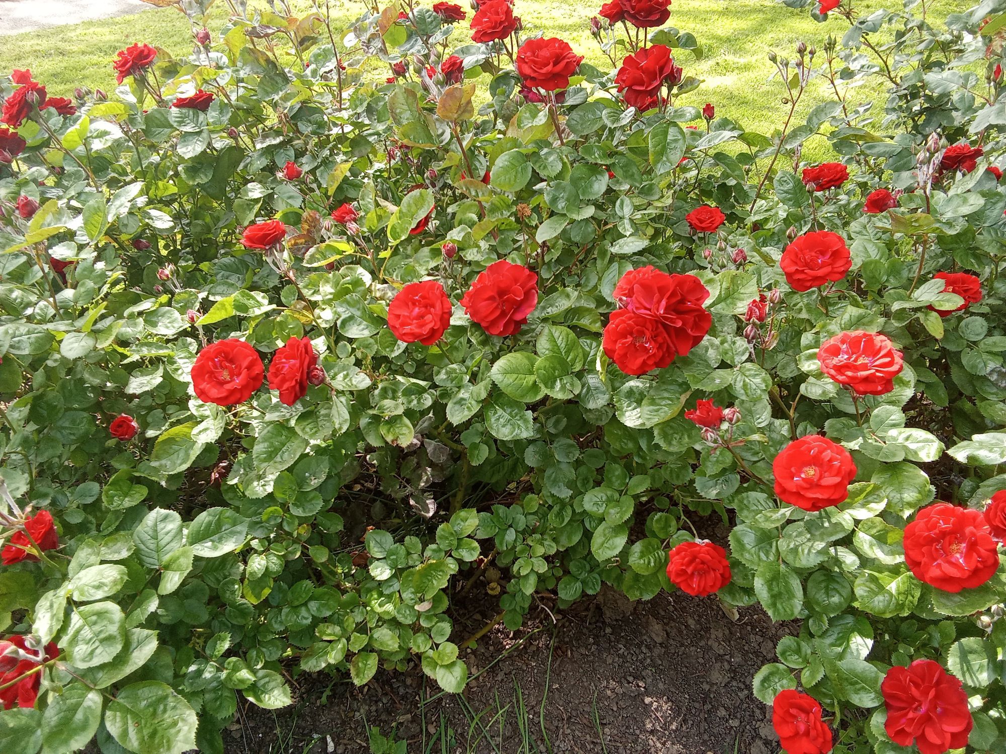 Un rosier de fleurs rouge dans un parc