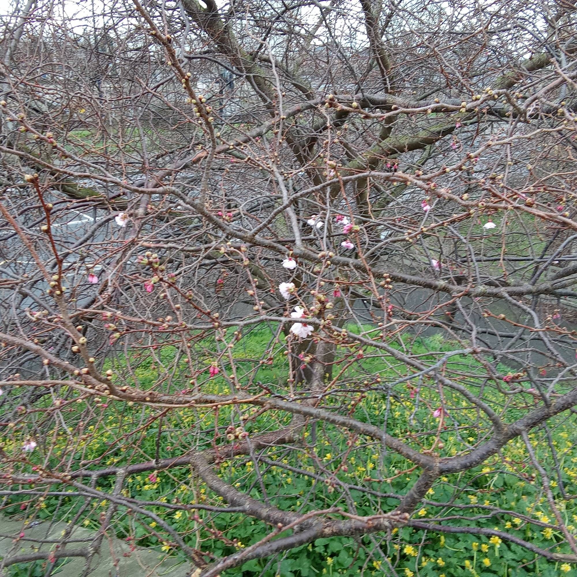 Un arbre vu du dessus, avec quelques fleurs roses écloses sur les branches