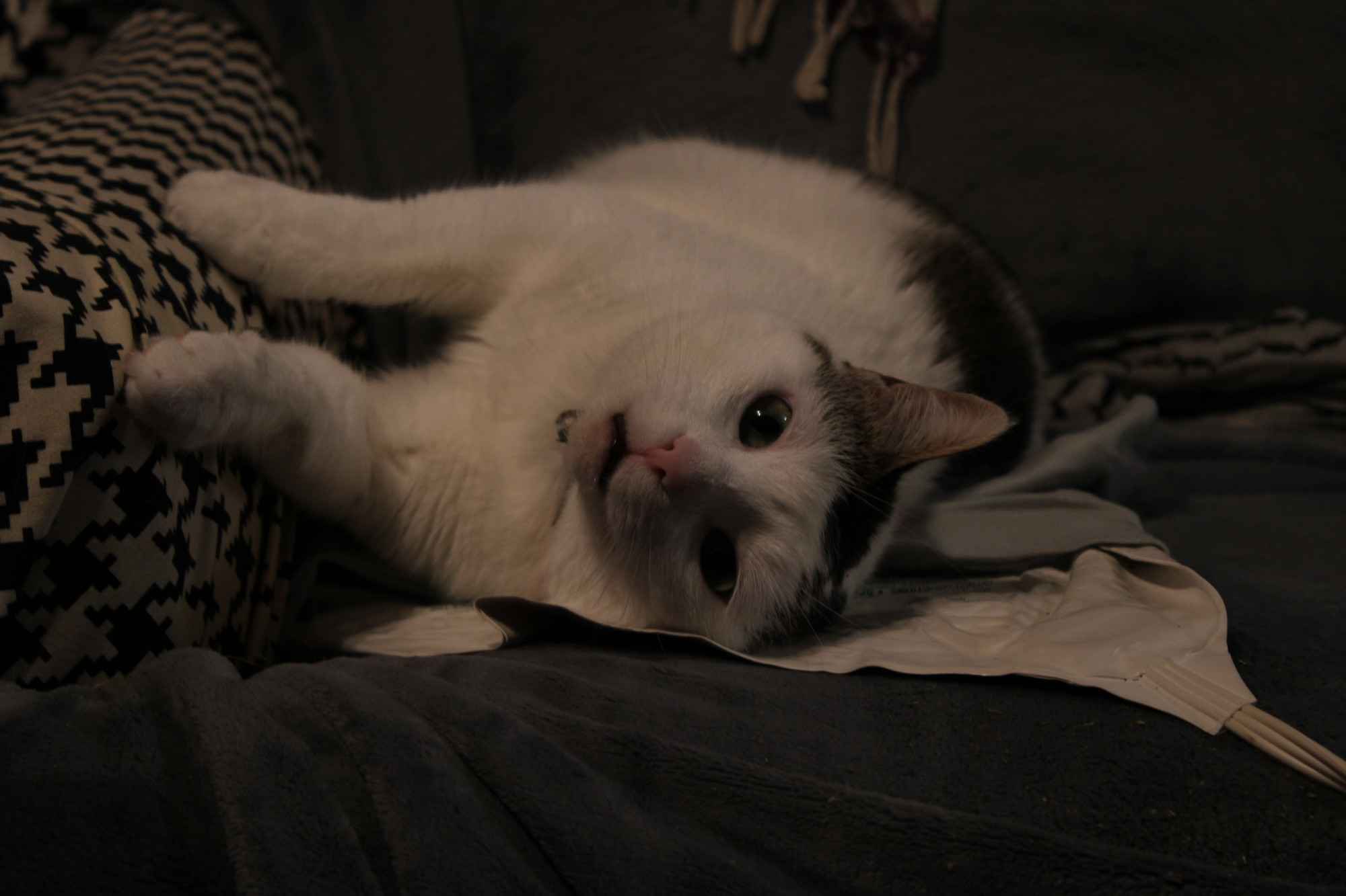 A white cat with black spots flopped on her side on a heating pad in an armchair.