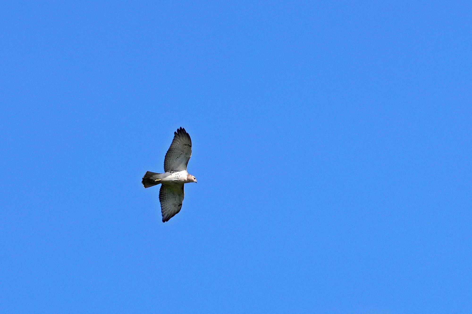 Red Tailed Hawk, wings spread wide, photographed from below, coasting on the thermals against a clear blue sky.