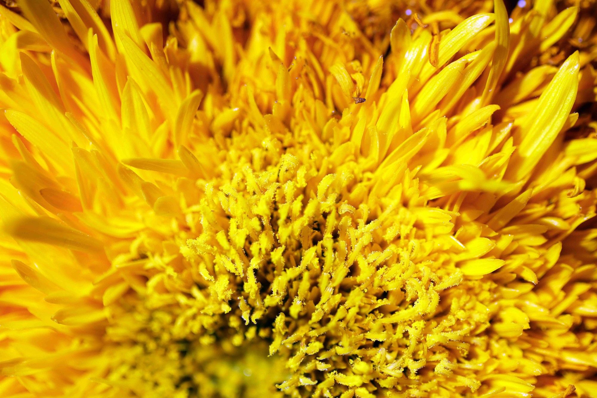 Detail of a sunflower.