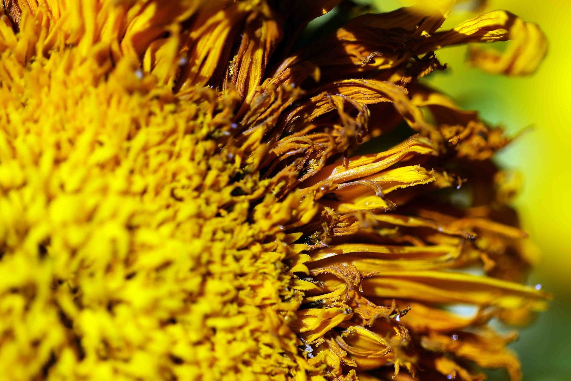 Detail of a almost dried out sunflower.