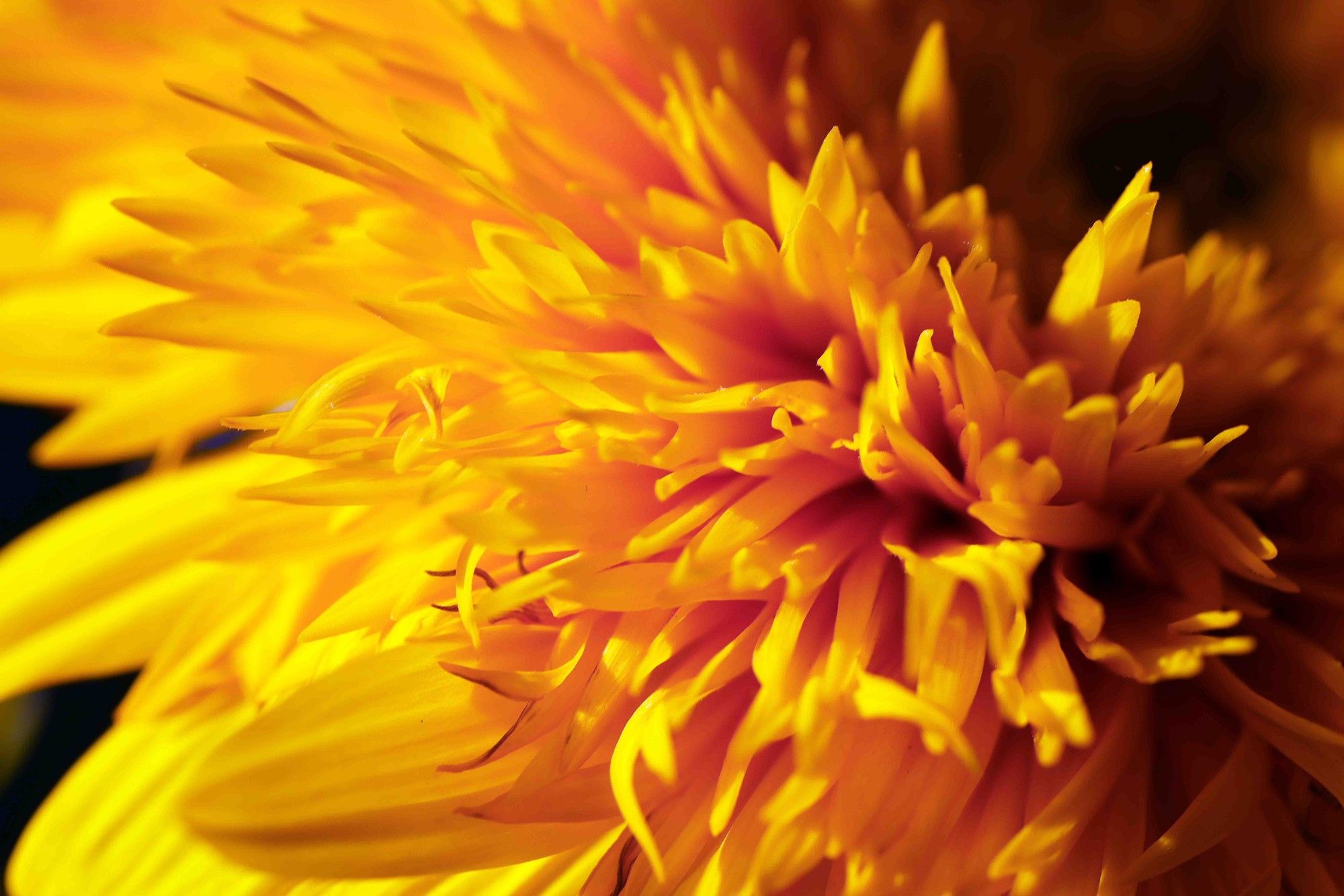 Detail of a sunflower.