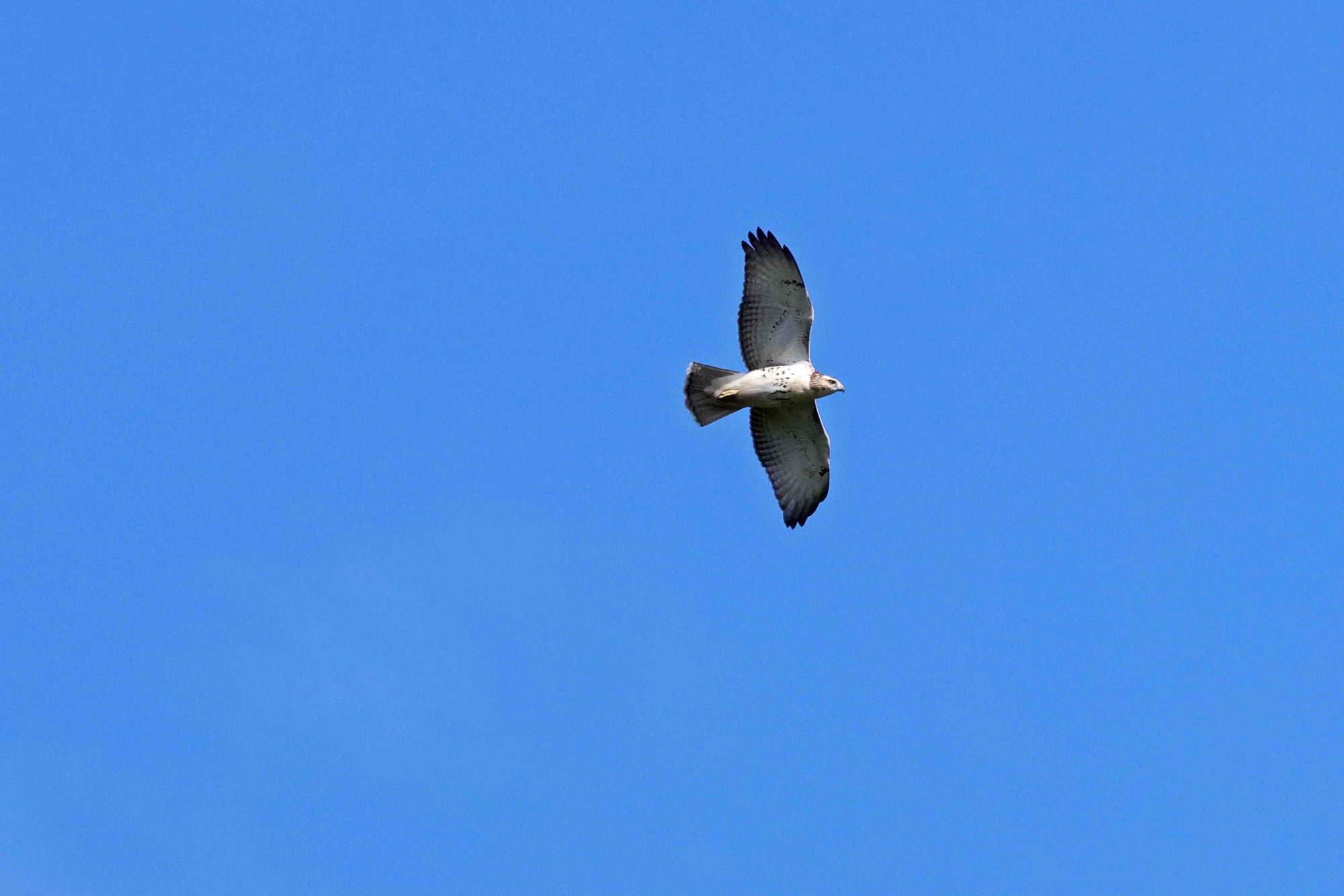 Red Tailed Hawk, wings spread wide, photographed from below, coasting on the thermals against a clear blue sky.