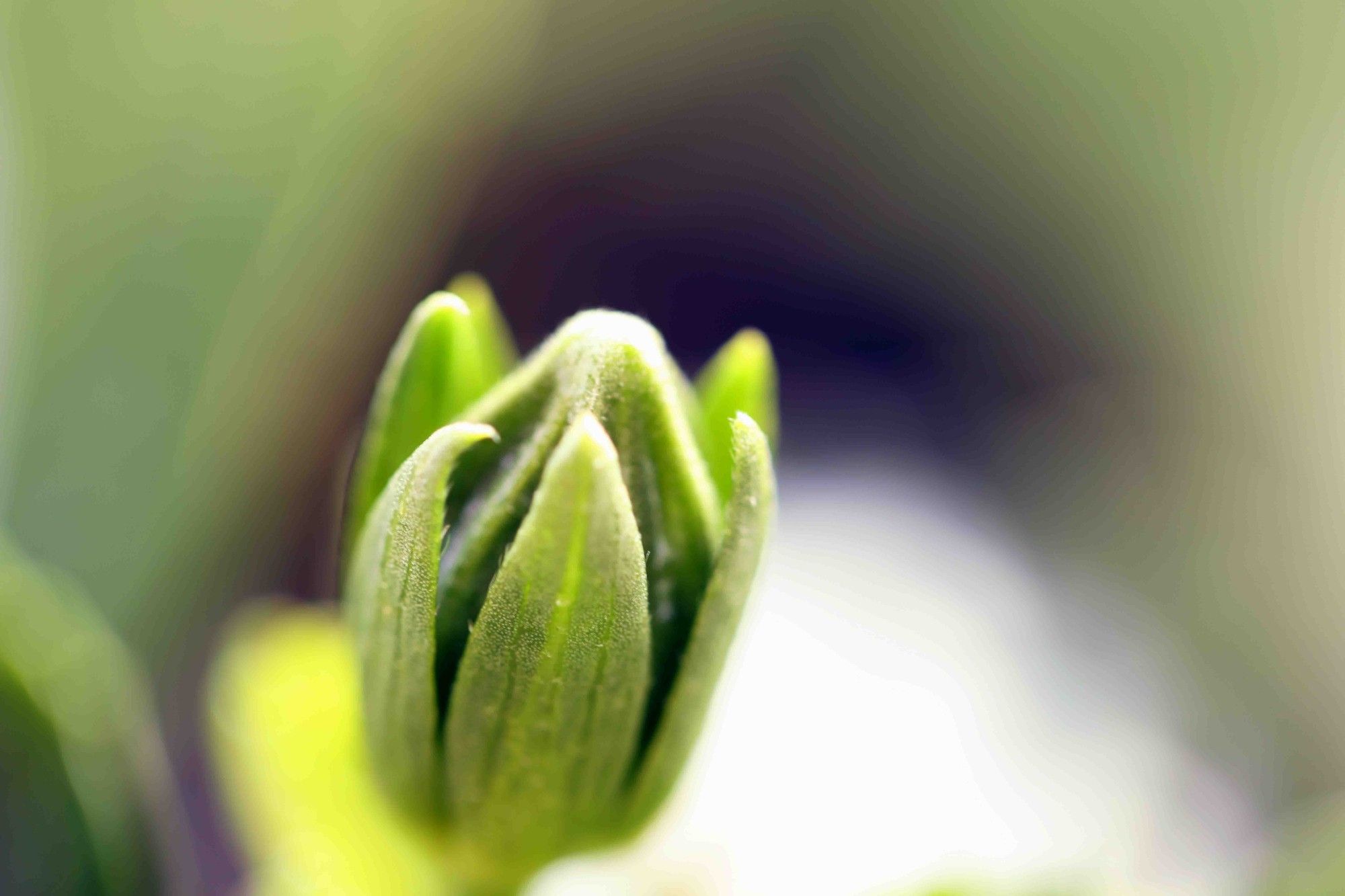 The hibiscus is starting to bud.