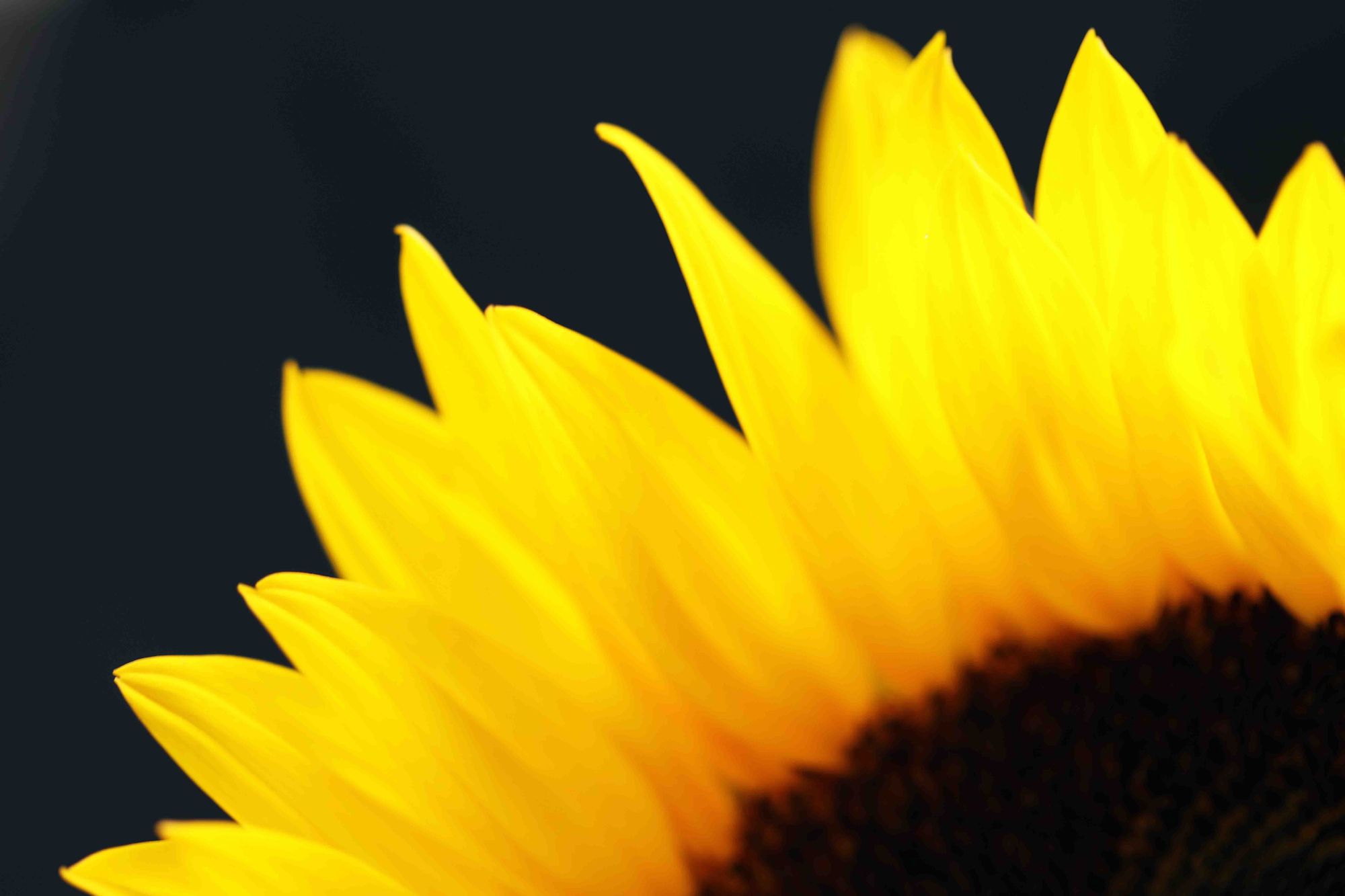 Sunflower petals looking very much like sun rays.