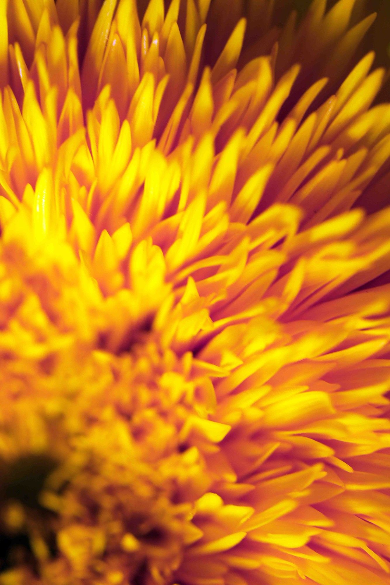 Detail of a sunflower.