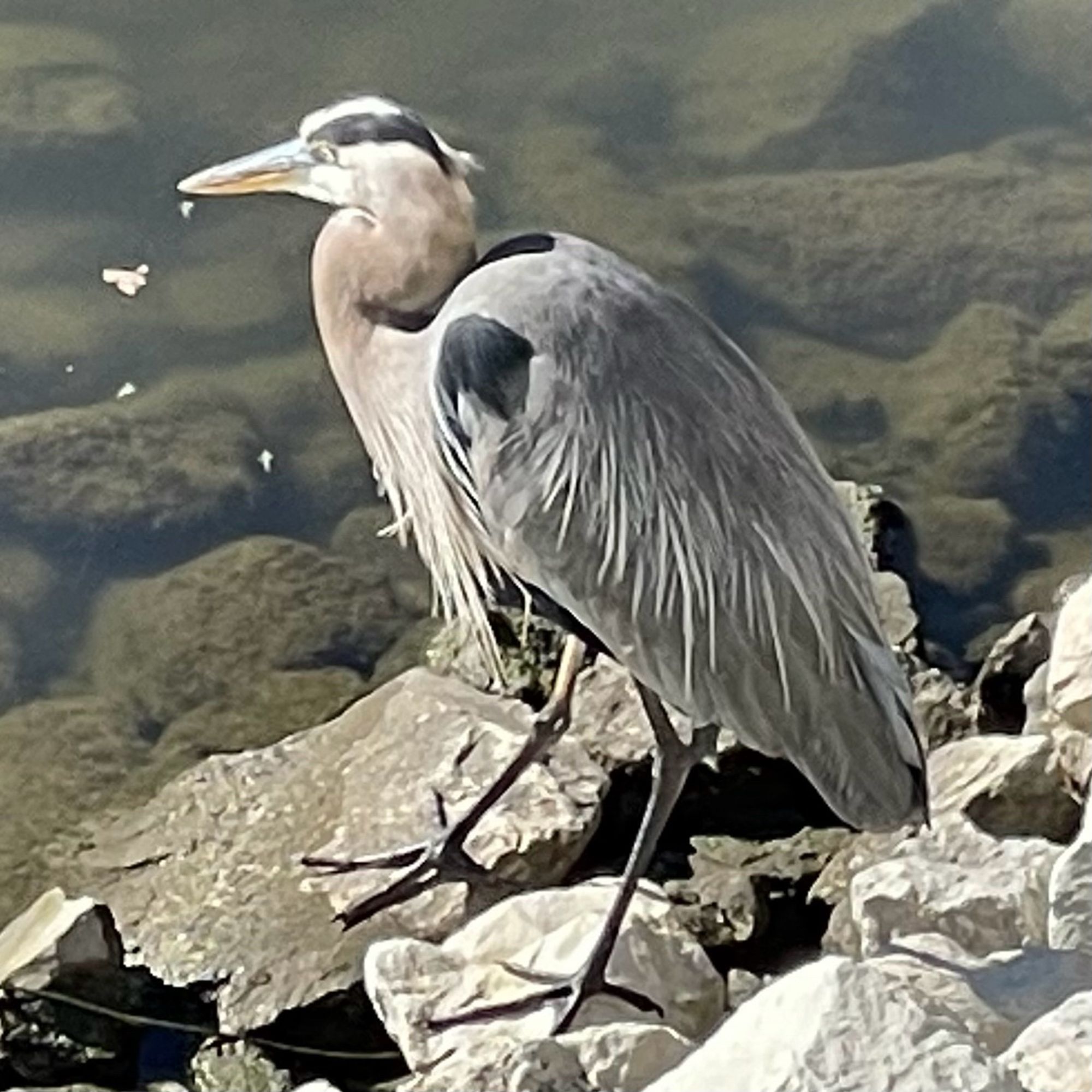 A great blue heron standing on rocks next to a river. In profile in a neck folded pose