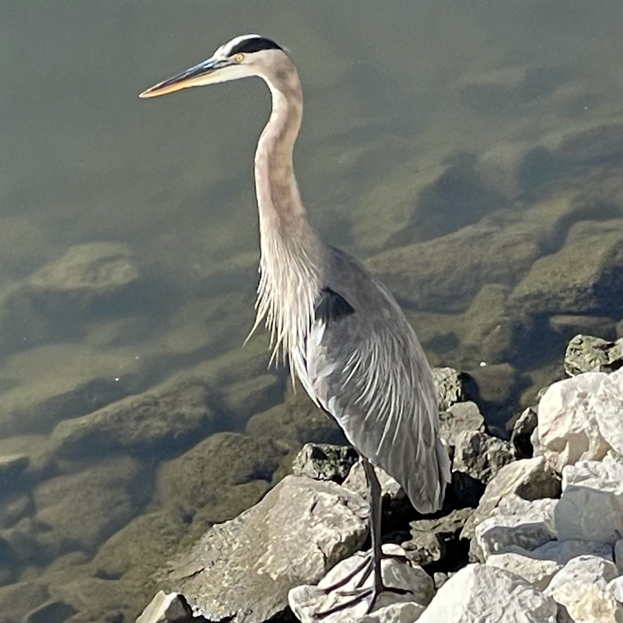 A great blue heron standing on rocks next to a river. Standing up straight. Doing a tall.