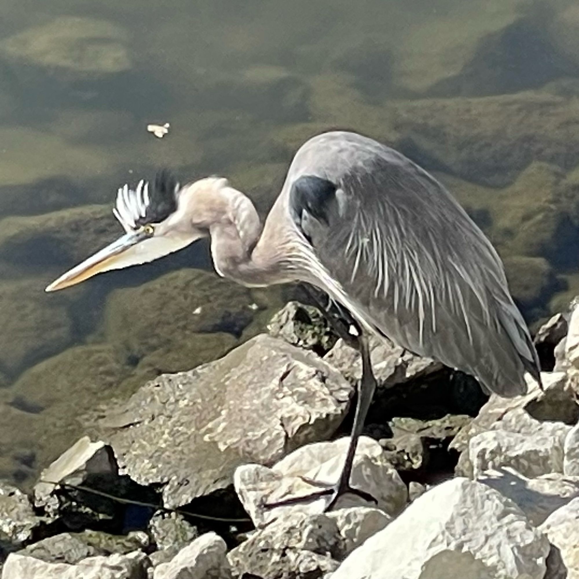 A great blue heron standing on rocks next to a river. Now doing a hunchier pose with a low head and neck and the feathers on its head are standing straight up in a very mohawk manner.