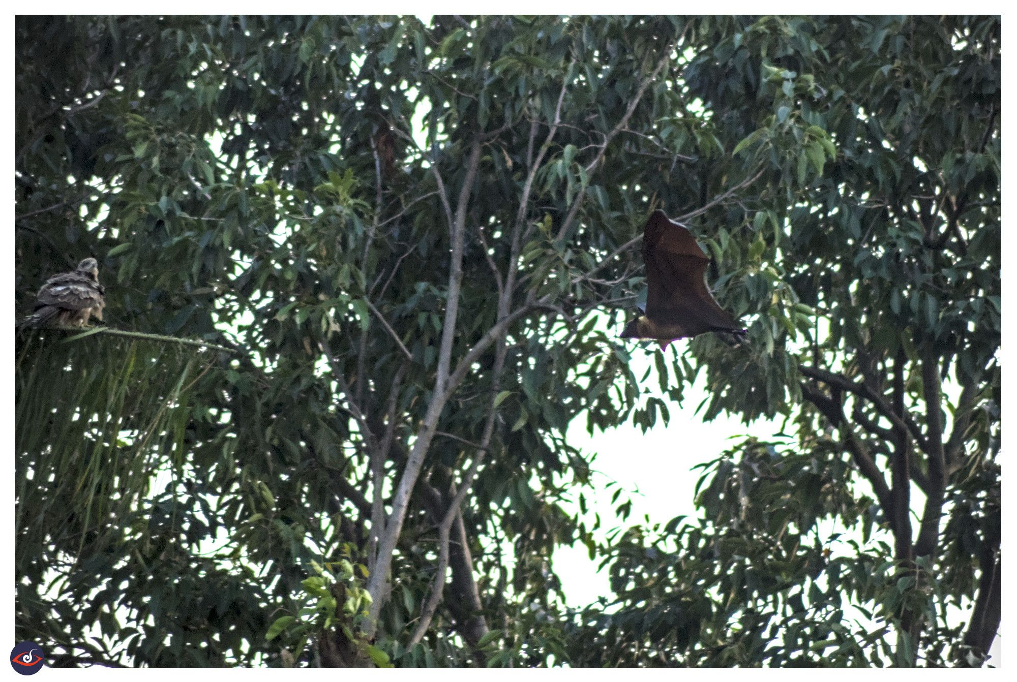 on the right you see a huge bat flying in front of trees and branches. on the left there's a kite sitting.