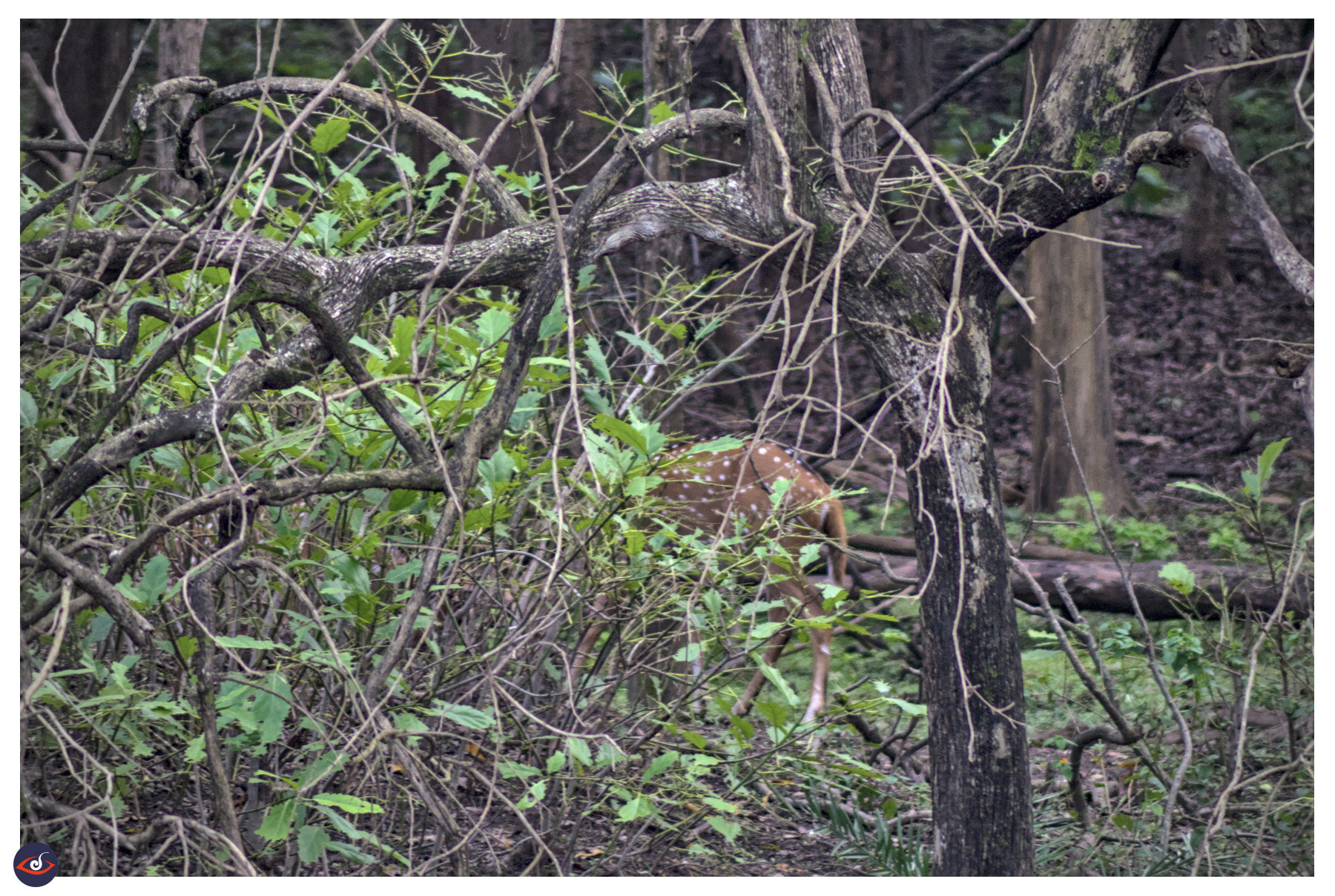 a spotted deer (chital) - behind  aa huge bush, you can see it's back and tail peeking out of foliage. 