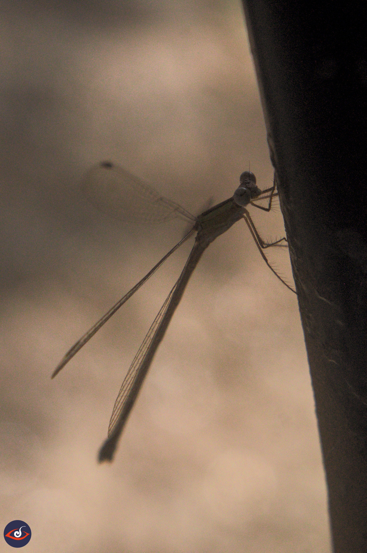 A light bround background of the dirt road, and a dragonfly sitting on the rod (on right) 

If you're reading this, here's an antijoke for you. 

Q. What do you call a dragonfly that is always late?
A. A Dragonfly (obviously)