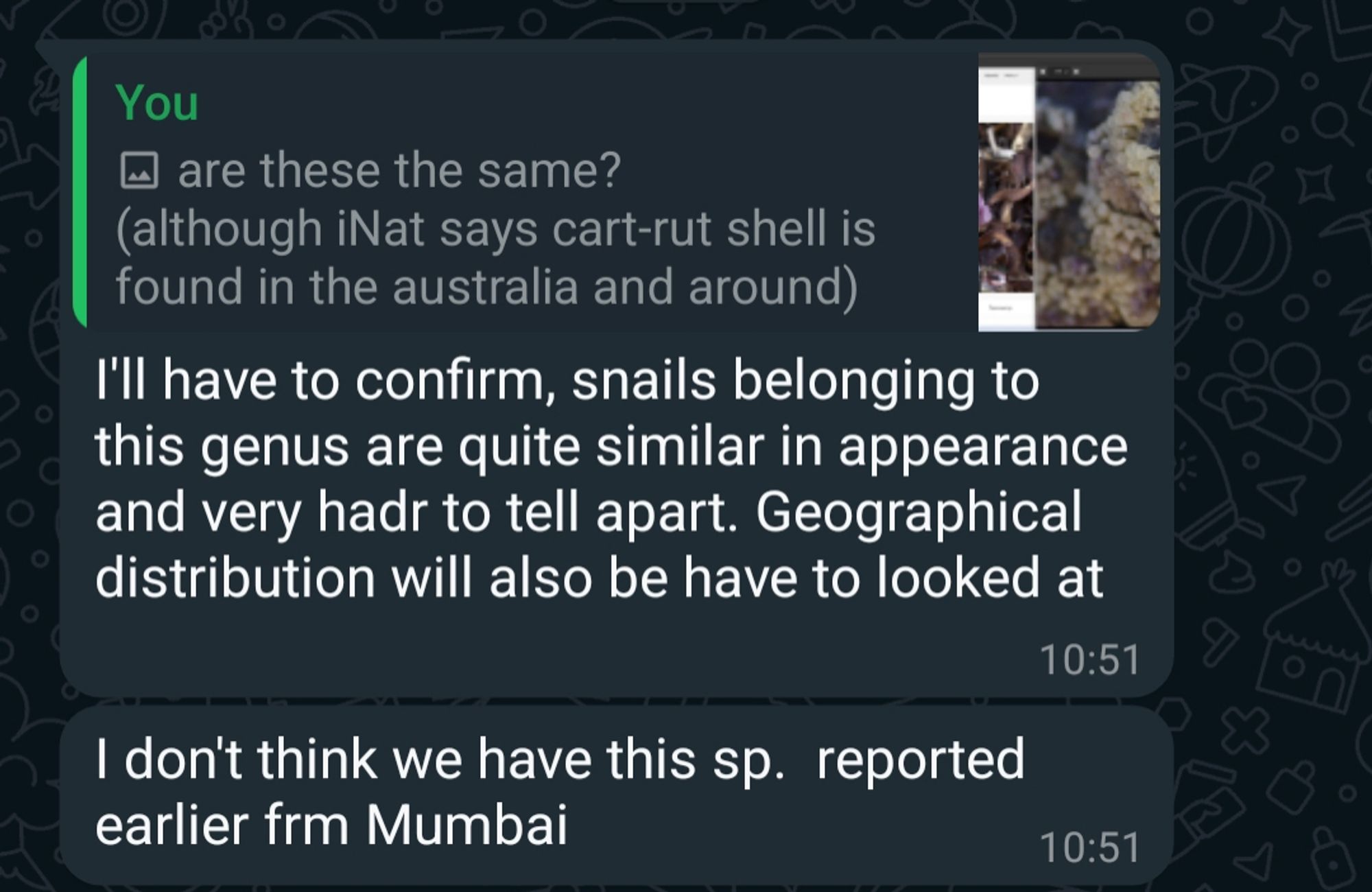 Reply to my message.

I'll have to confirm, snails belonging to this genus are quite similar in appearance and very hadr to tell apart. Geographical distribution will also be have to looked at.

I don't think we have this sp.  reported earlier frm Mumbai.