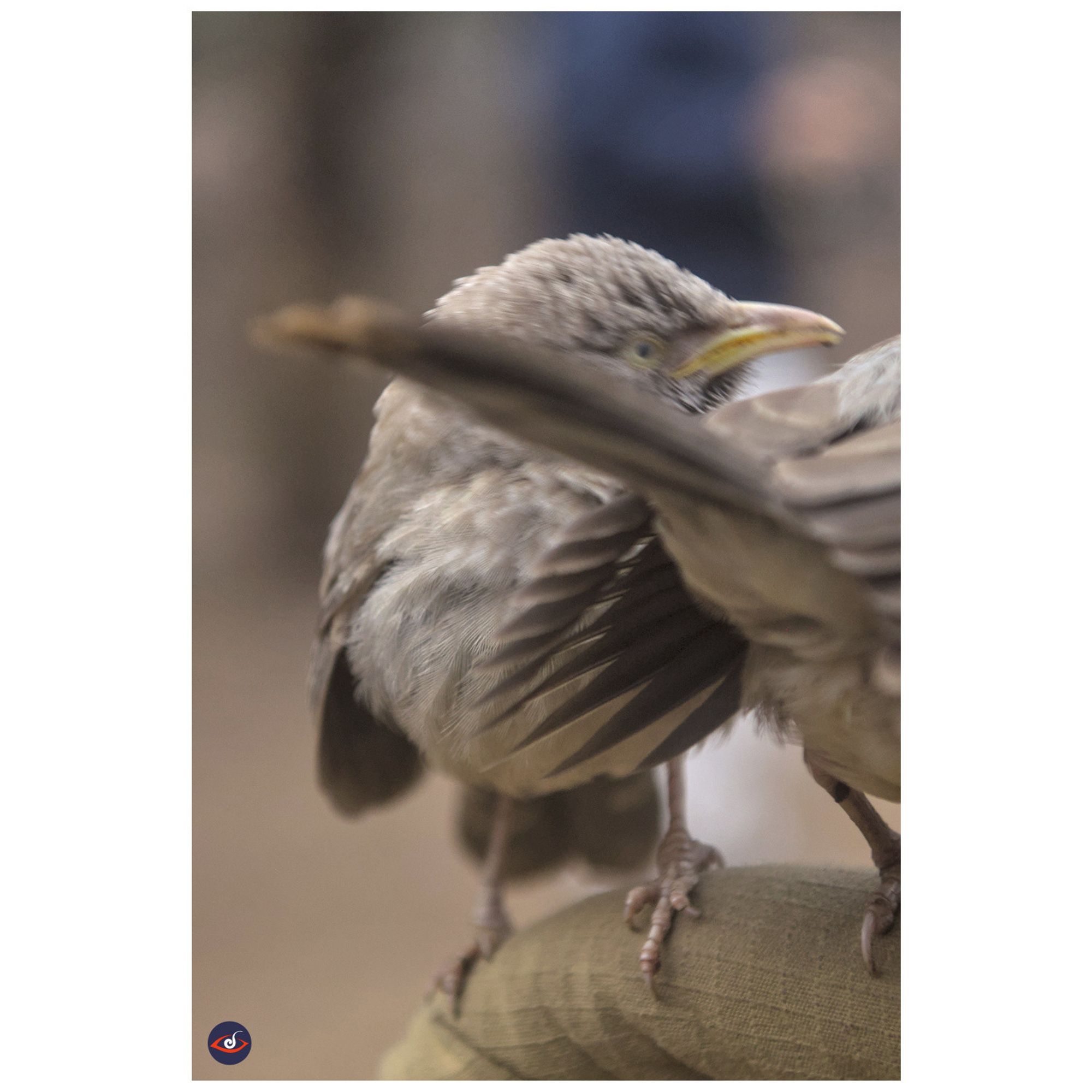 two jungle babblers in the frame. the blurred bitd has a yellow beak and black eyes. it has brown feathers. next to it is the same species but you can see its tail and butt of the bird. 

perched on a cloth covering the pipe of the jeep.