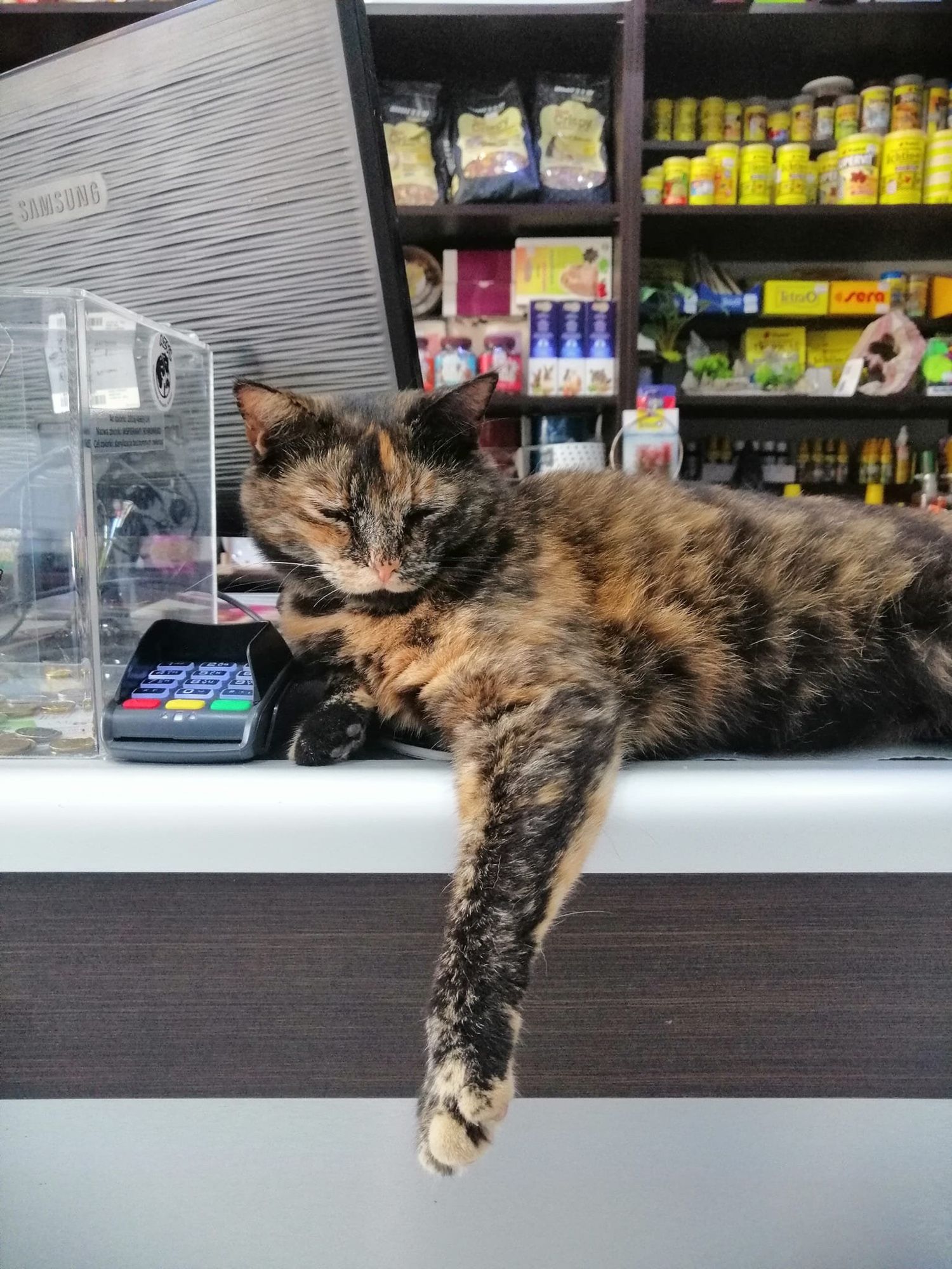 A beautiful tortoise-shell cat lying down on a shop counter next to a card reading device. In the background, products fill the shelves.