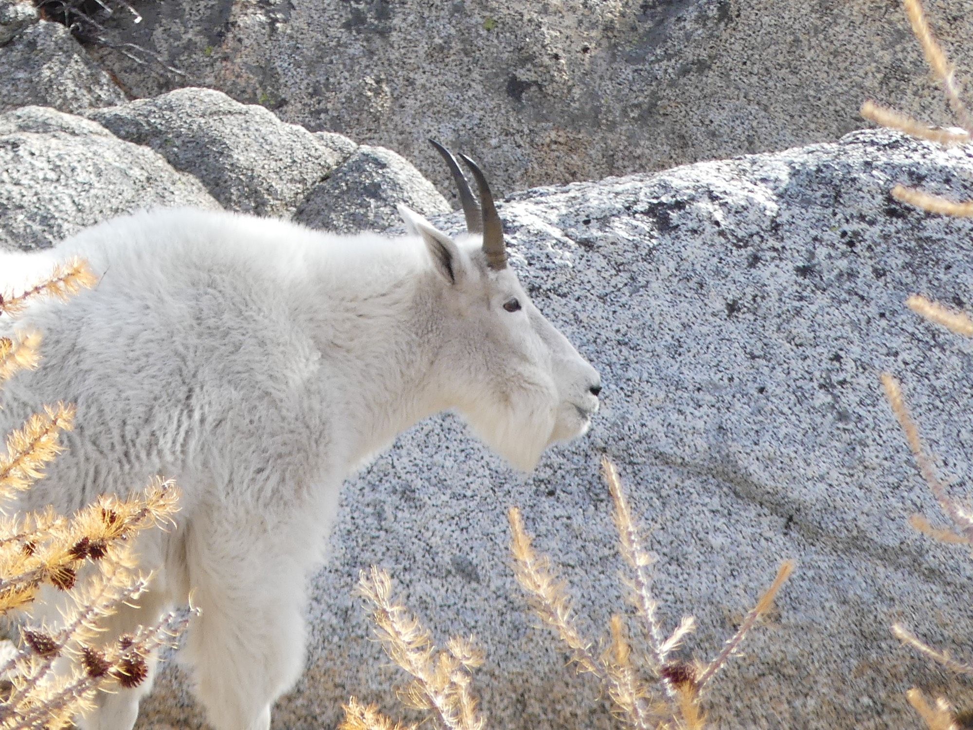 Adult mountain goat